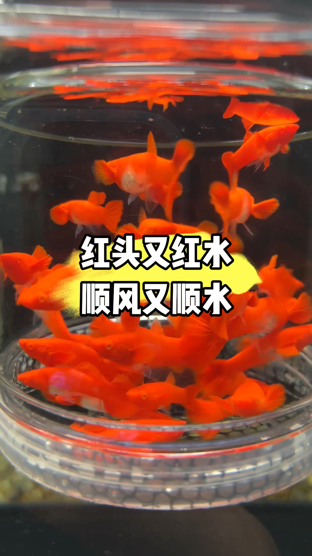 精品鸿运当头双分水孔雀鱼 #观赏鱼 #养鱼日记 #孔雀鱼