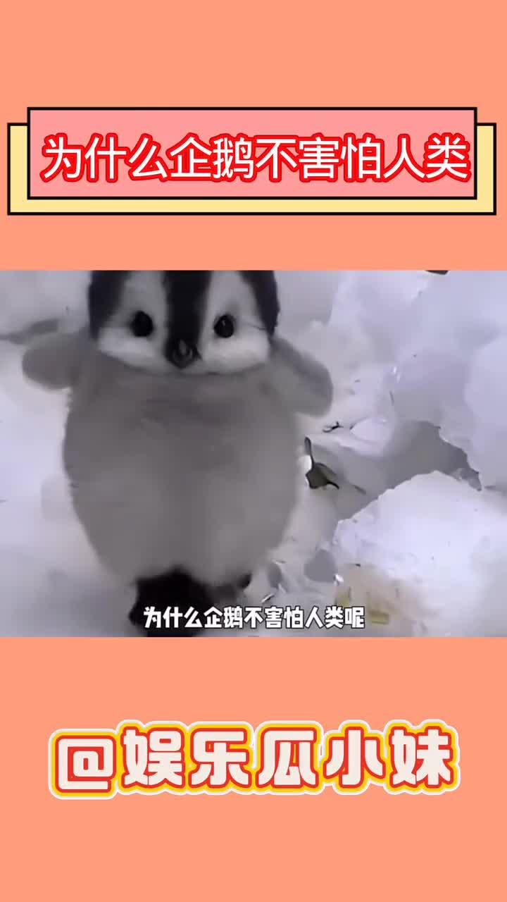 面对这么可爱的企鹅，怎么才可以忍住不摸呀？