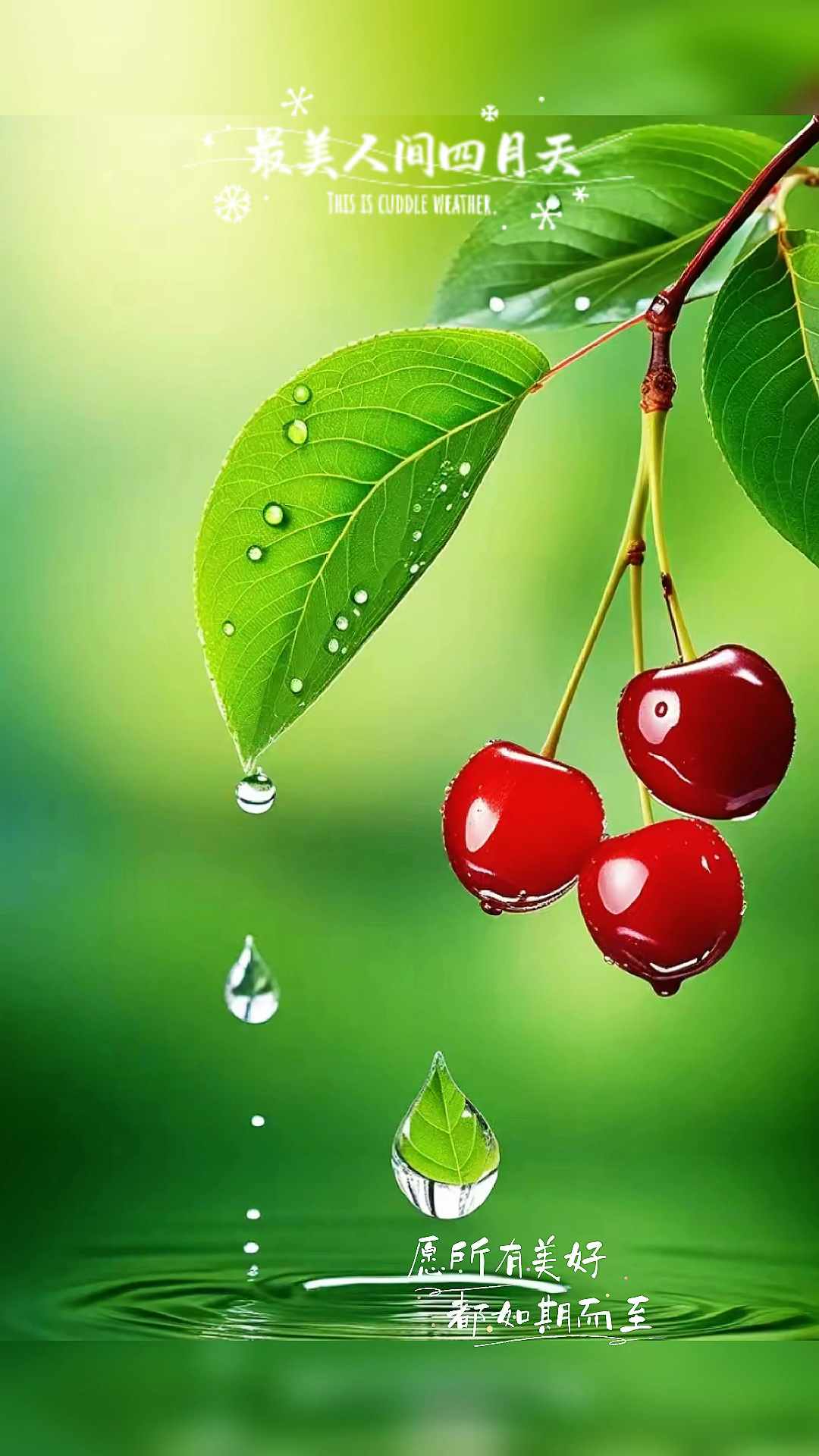 绿色养眼护眼手机壁纸分享