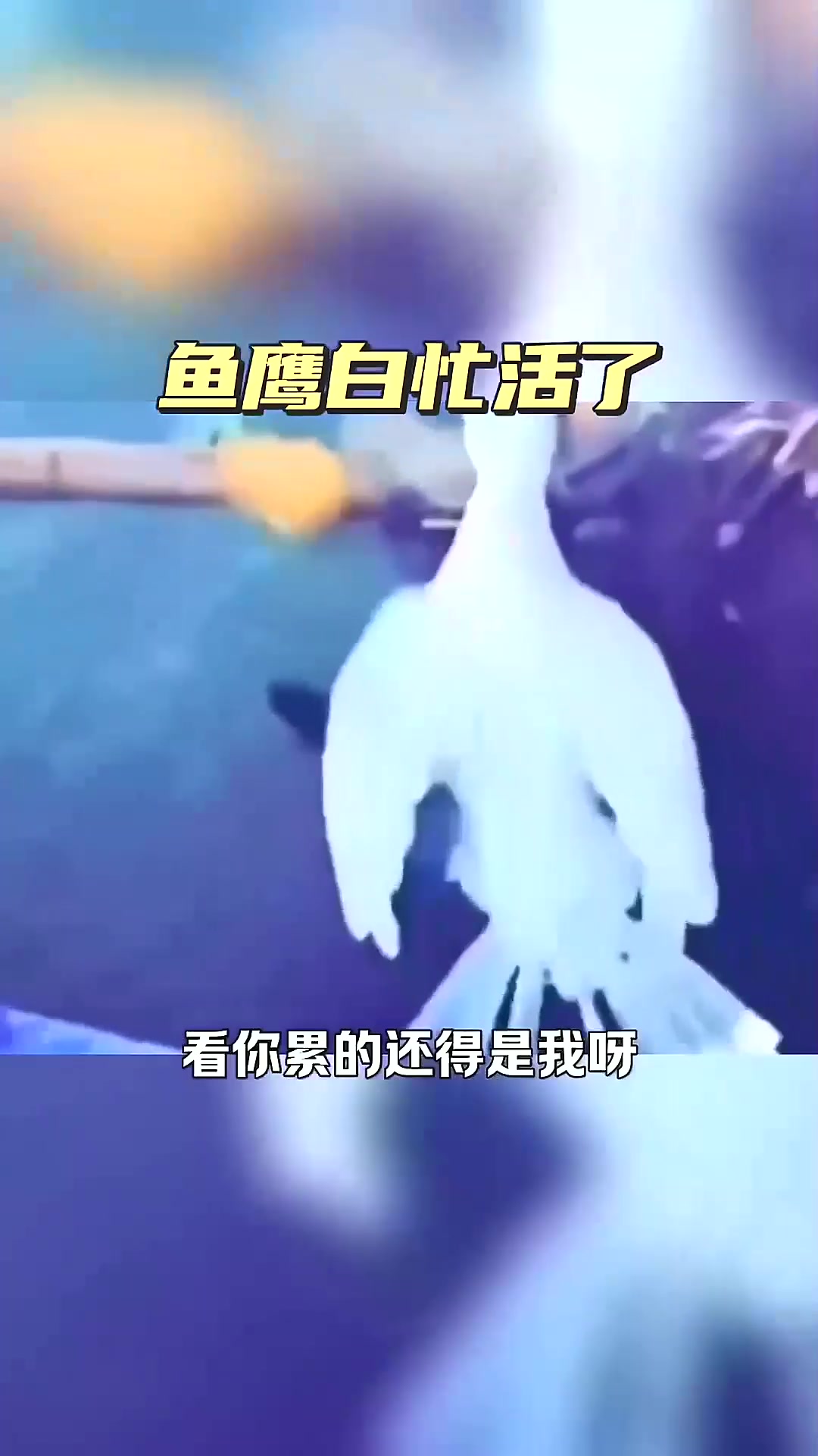  鱼鹰白忙乎了，太辛苦了