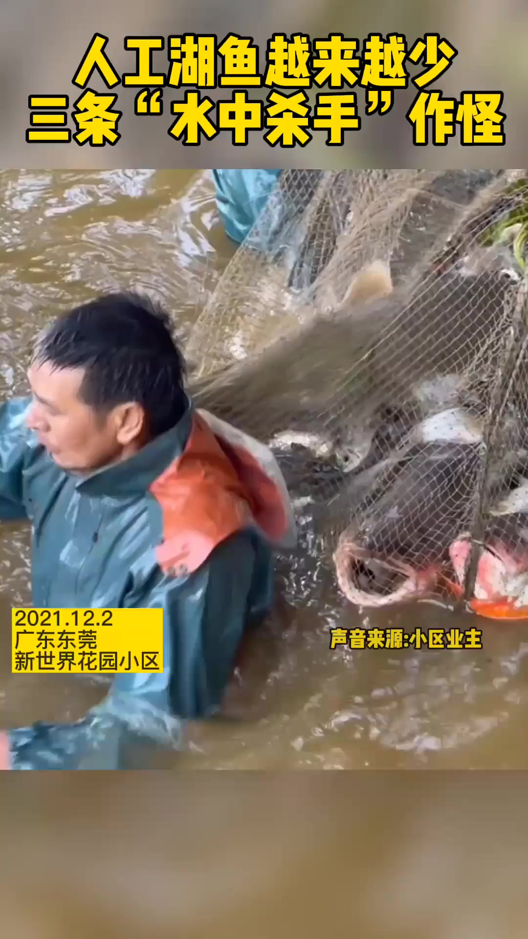 大家见过这种鱼吗?据说一条可以干掉一湖的鱼 鱼 雀鳝 鳄雀鳝
