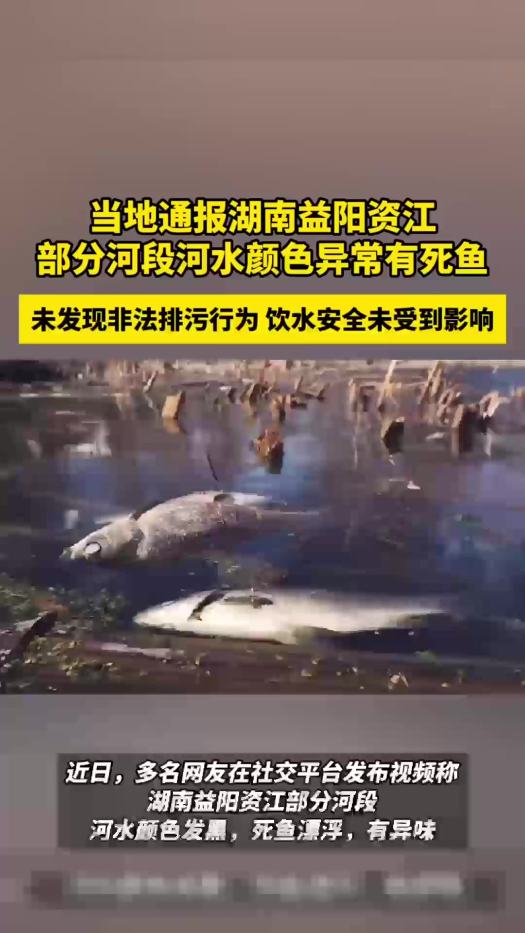 当地通报湖南益阳资江 部分河段河水颜色异常有死鱼 未发现非法排污行为 饮水安全未受到影响