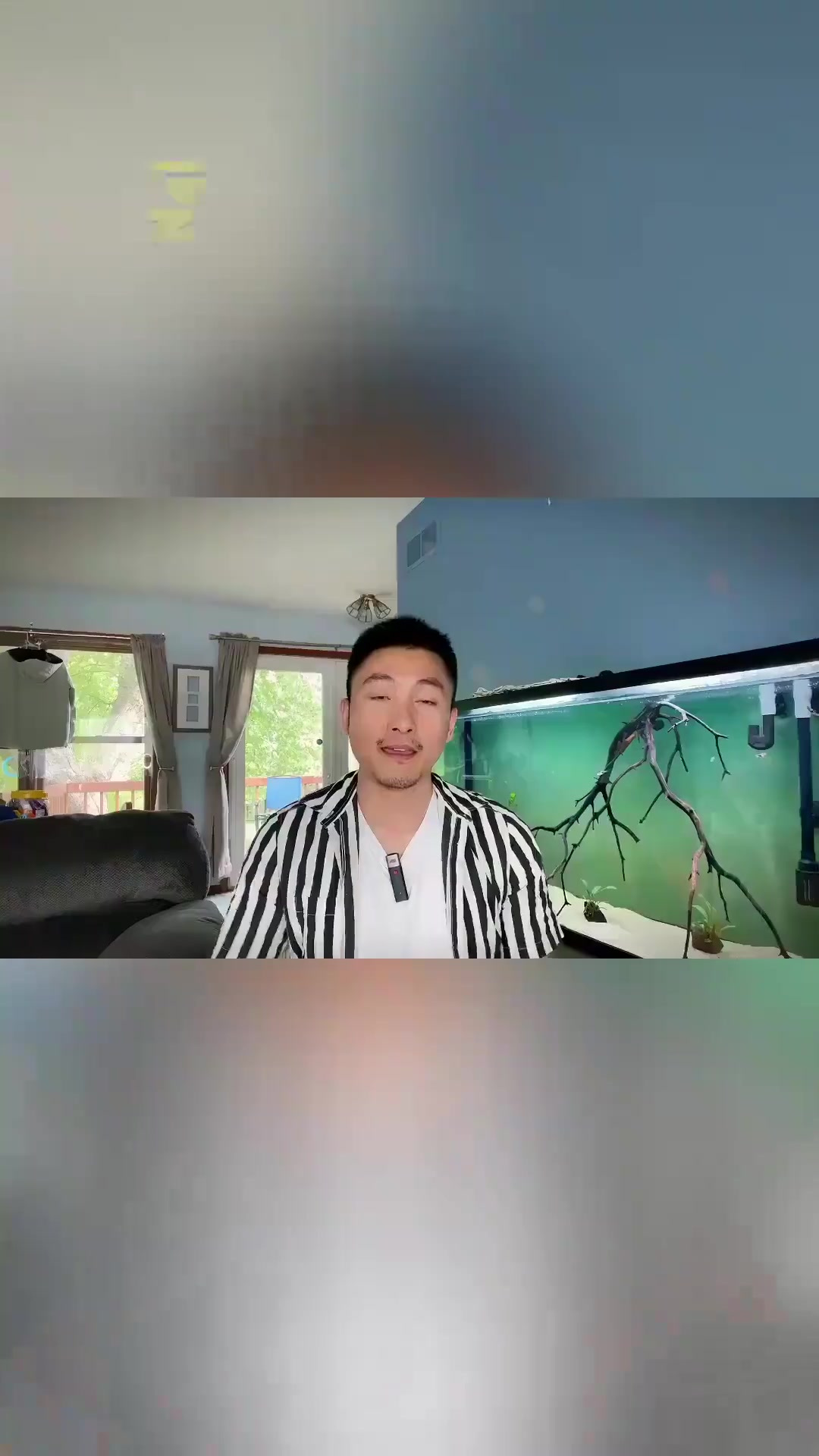 甜心柠檬灯鱼LemonTetra群游小鱼，养鱼方法，草缸鱼推荐