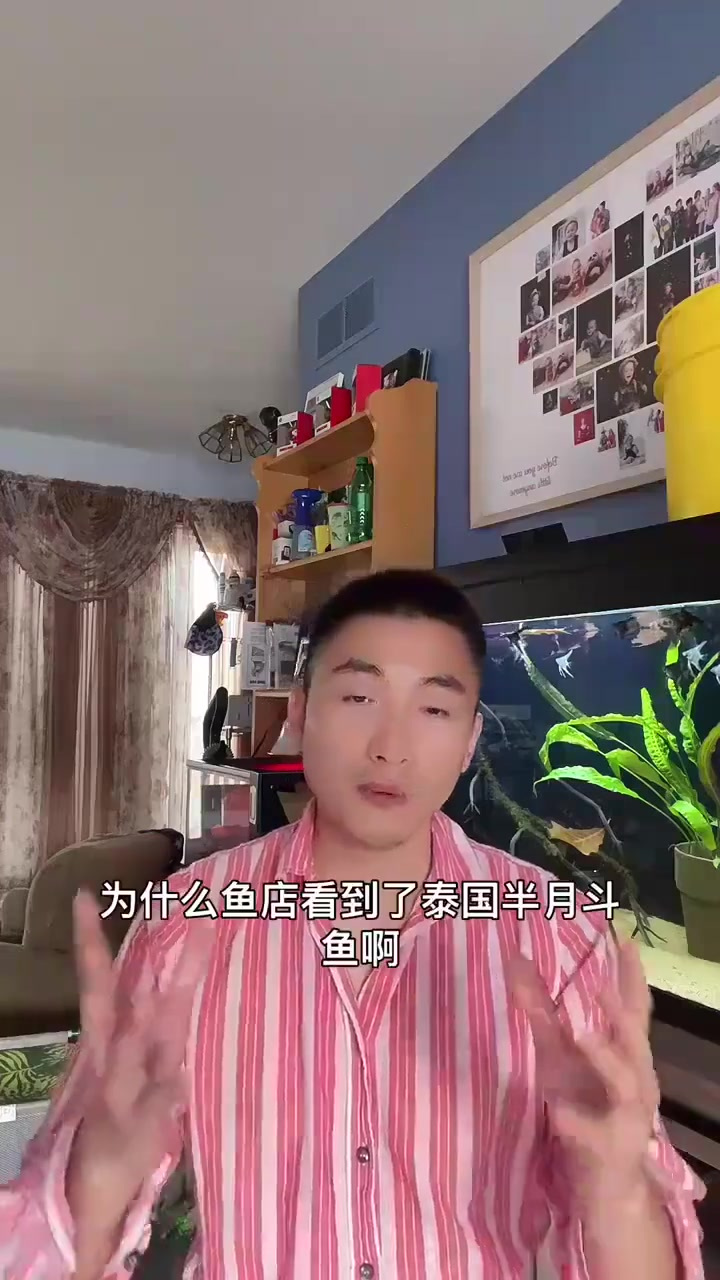 为什么别人的斗鱼生龙活虎？这三个小知识会帮助到你
