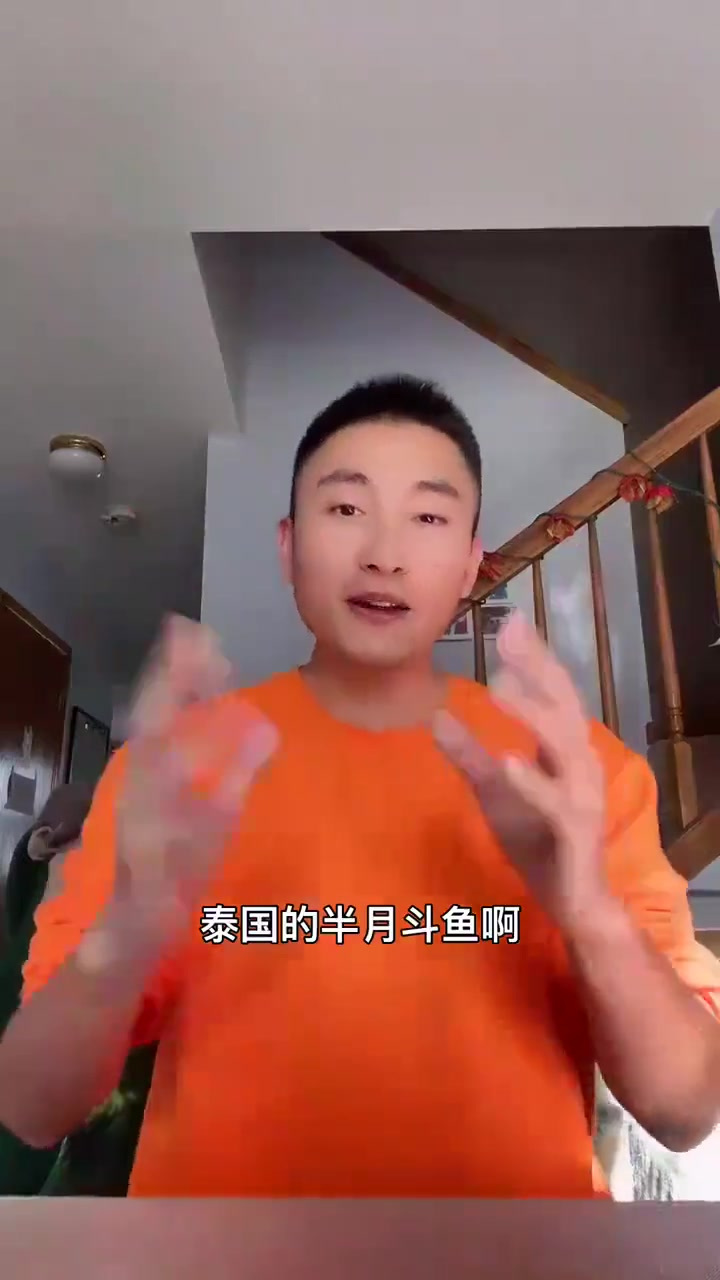 泰国半月斗鱼饲养经验分享