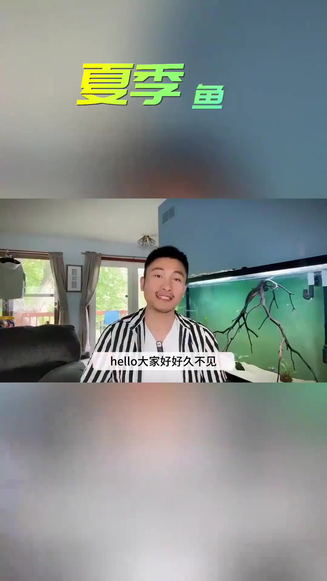 甜心柠檬灯鱼LemonTetra群游小鱼，养鱼方法，草缸鱼推荐