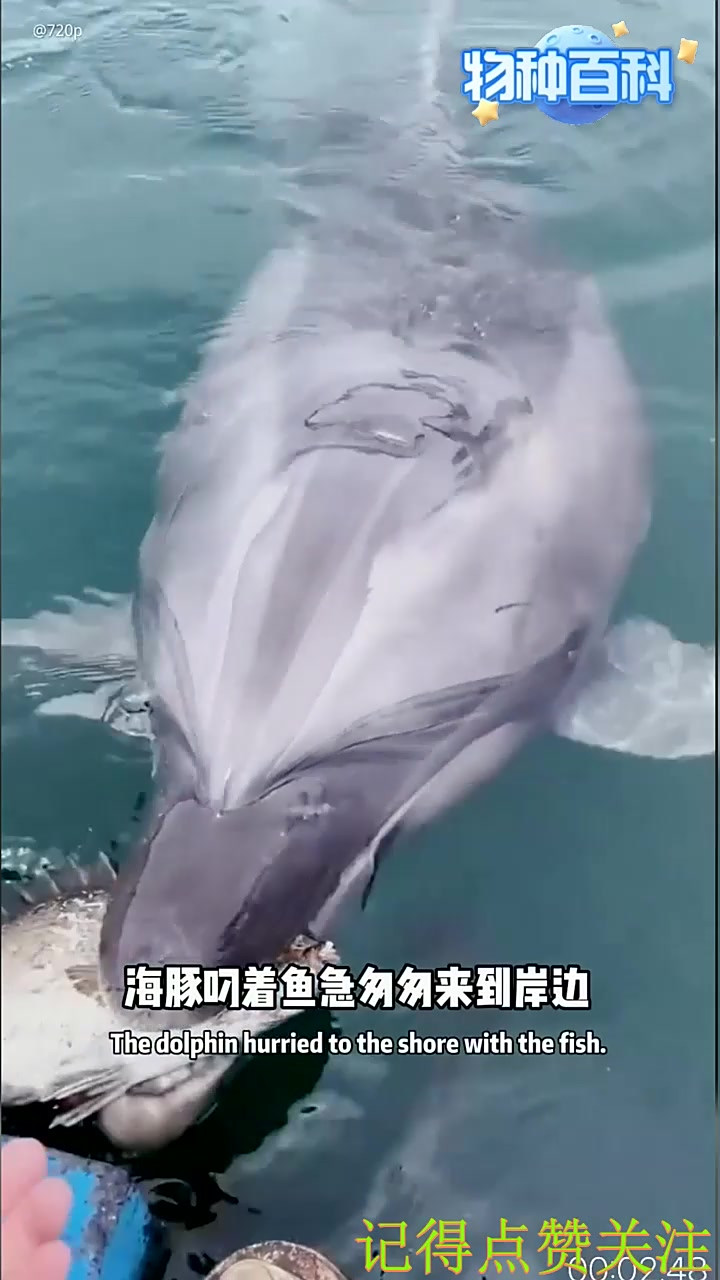 海豚送鱼
