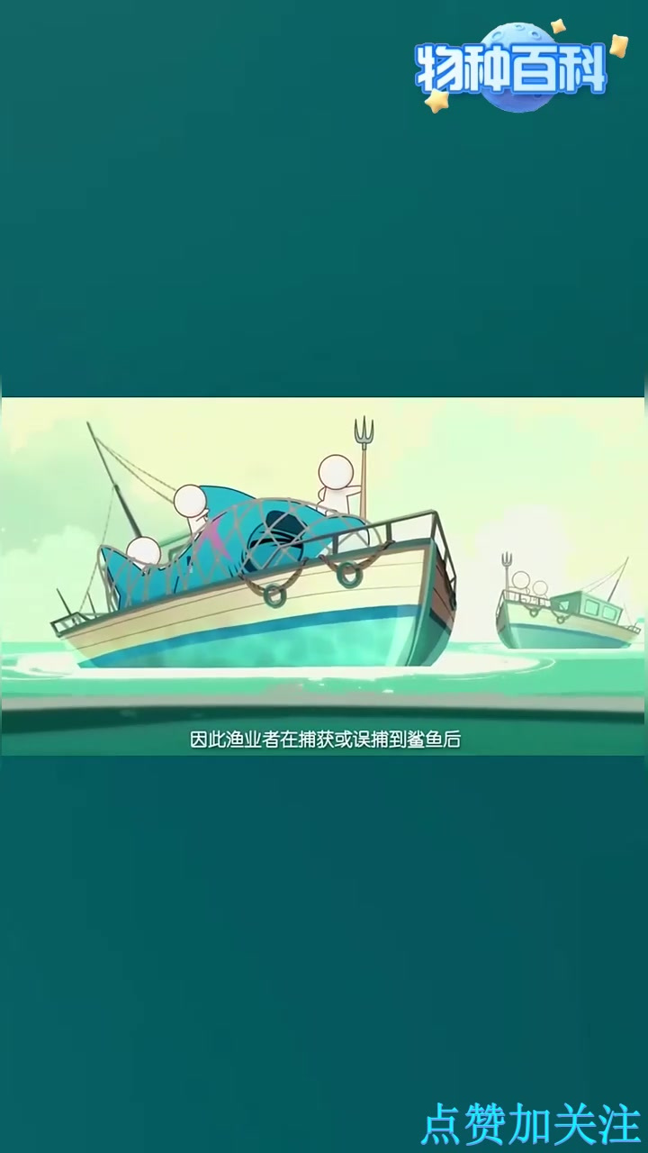 鲨鱼NO.3，让我们一起保护鲨鱼