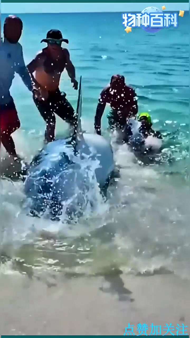 大鲨鱼搁浅了！