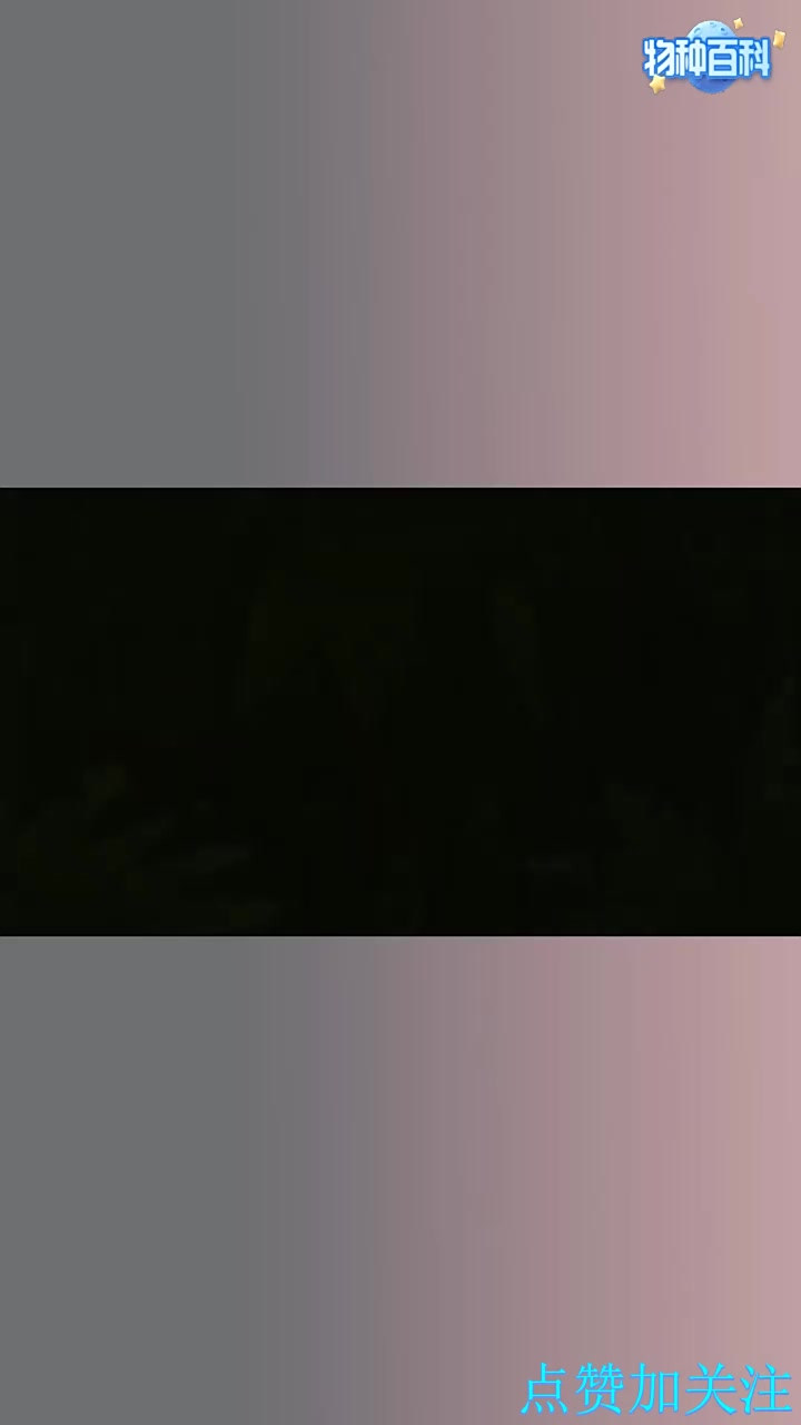 《鲨鱼》完整版