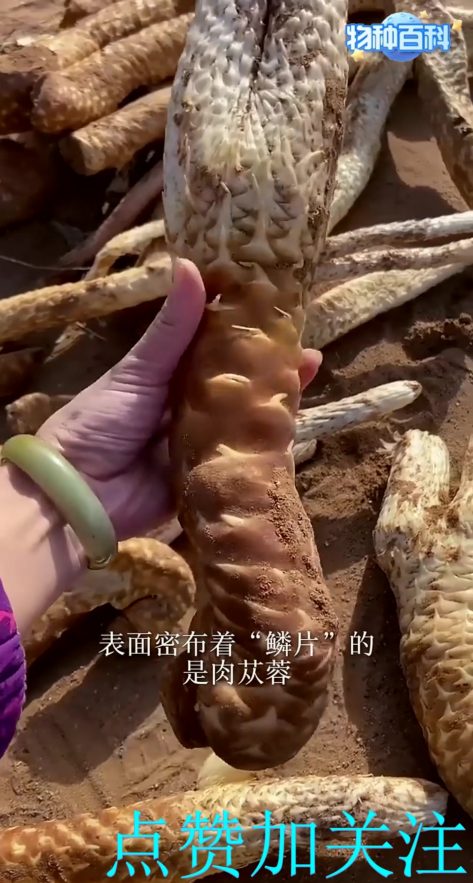 肉苁蓉，一种寄生在梭梭树根系上的沙漠肉质植物，被称作沙漠