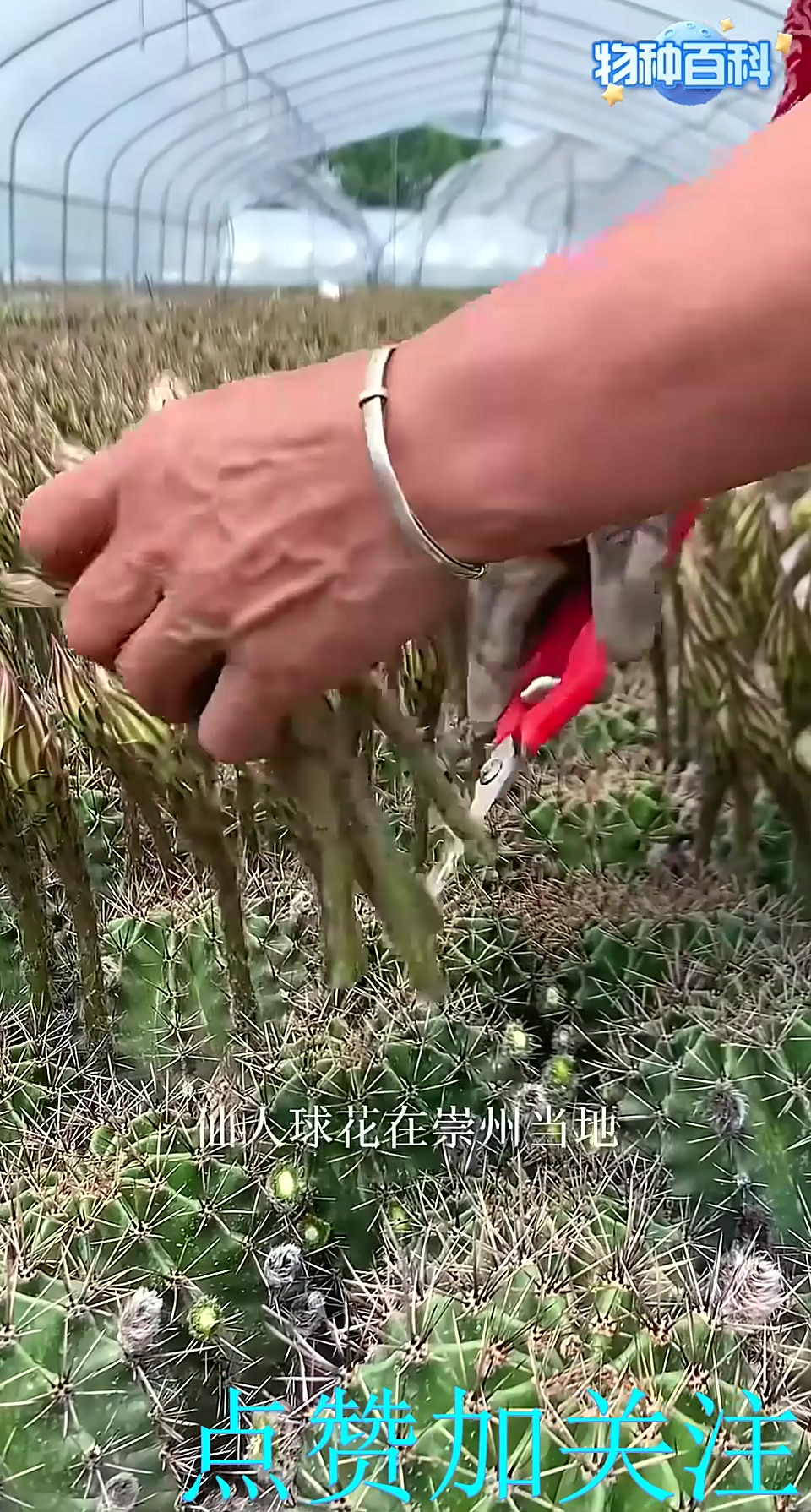 天鹅蛋，一种可以食用的仙人球，它的花也是可以吃的。