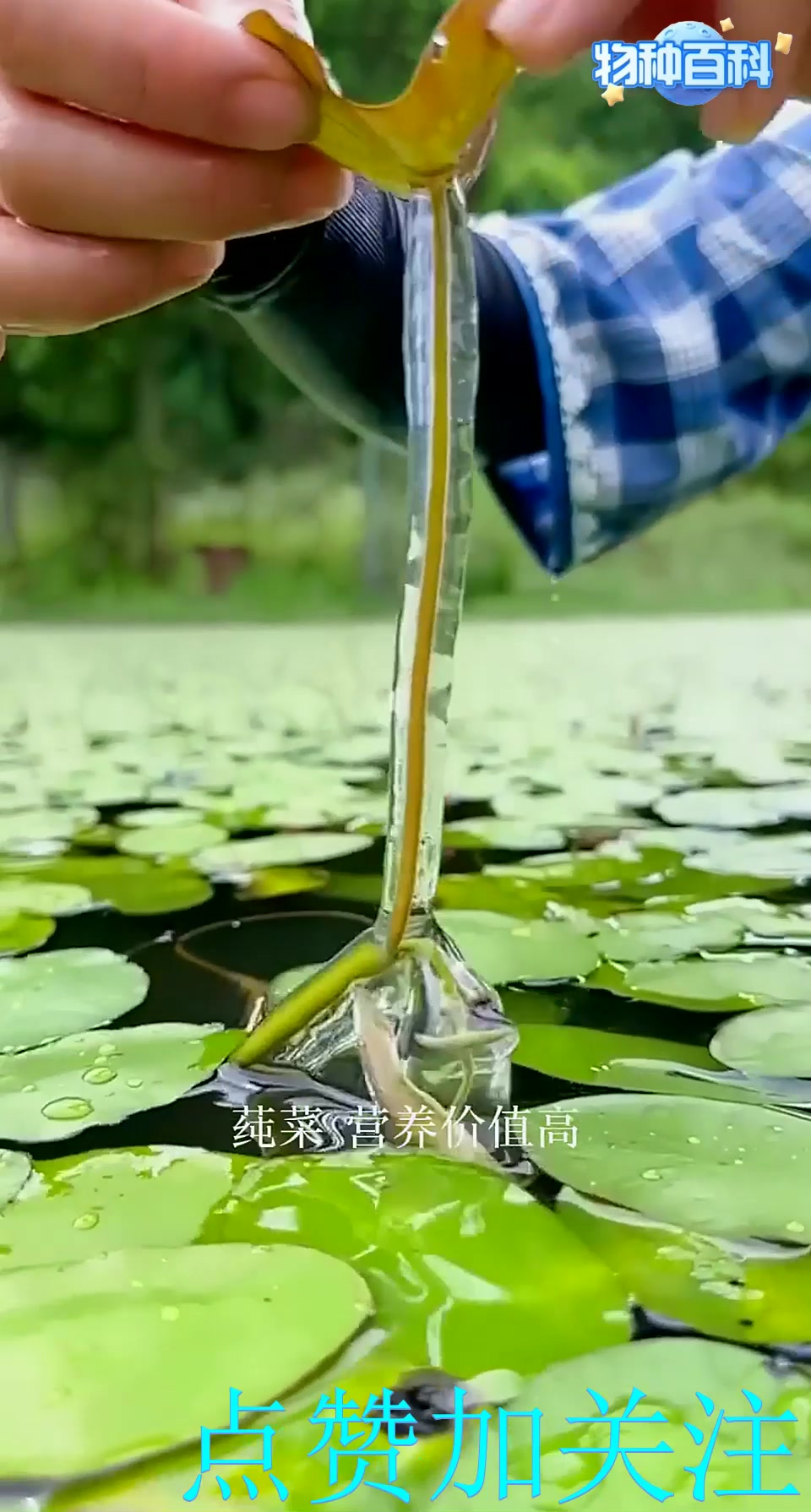 莼菜，一种外围包裹着像“鼻涕”胶质的蔬菜。口感很独特，营养