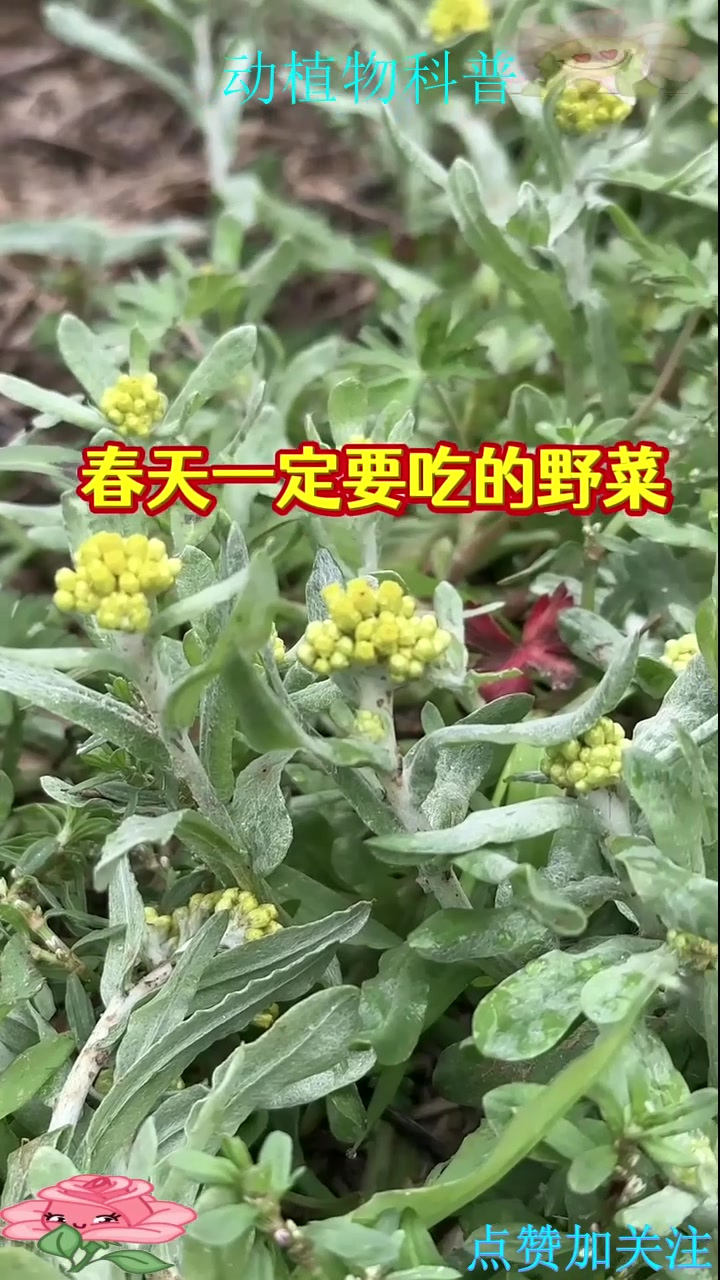 春天一定要吃的野菜，你吃过几种