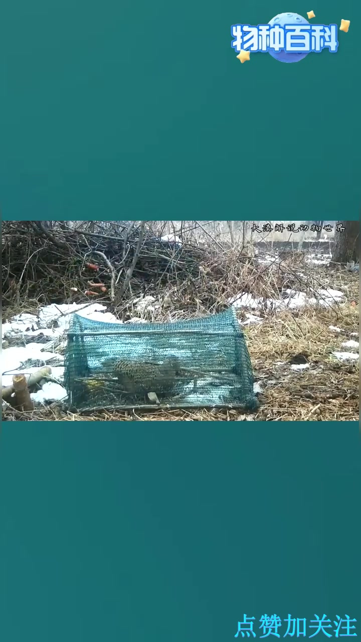 丧彪制作简单的陷阱抓野鸡！