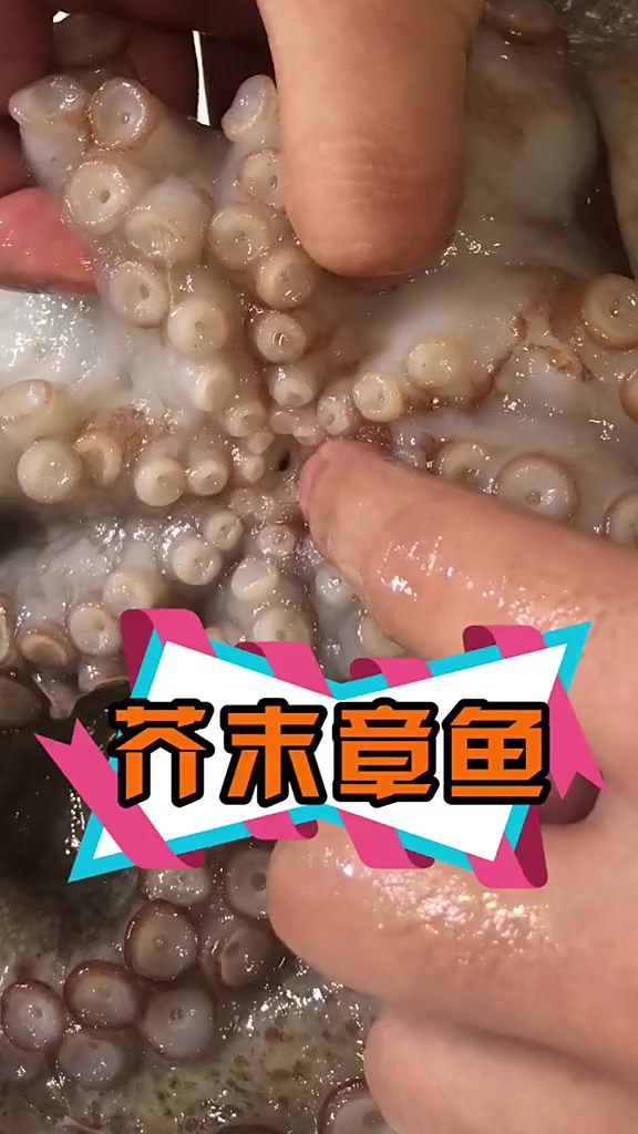 用一整只章鱼做芥末章鱼！这下章鱼鱿鱼的区别很明显了吧？