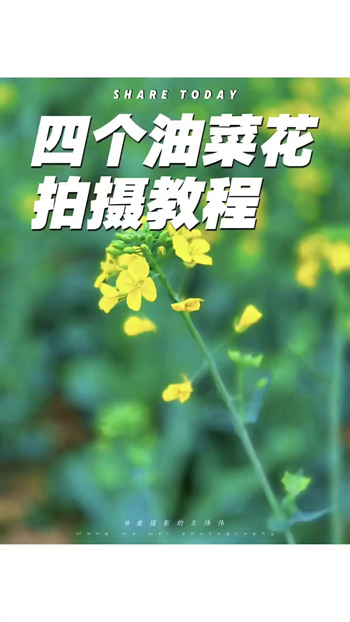 春天必学拍花技巧四个油菜花拍摄技巧教程，简单易学！