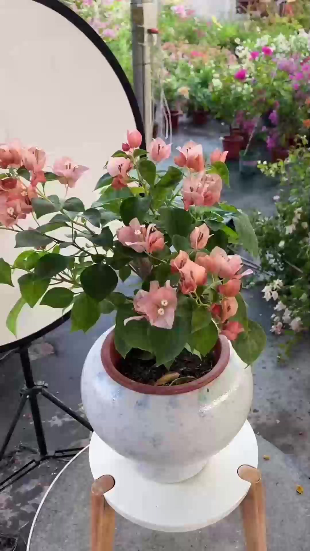 修剪鸭掌木别随意，这样做分枝多株型紧凑