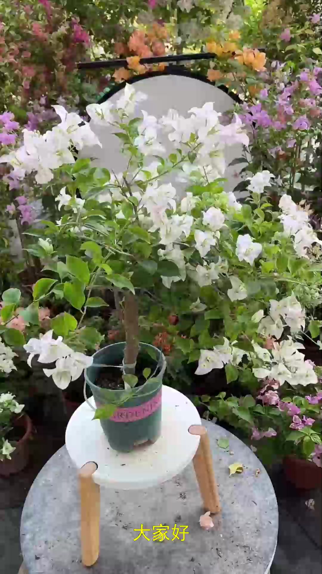 养多肉唐印巧修剪，养成老桩价值高，轻松掌握技巧