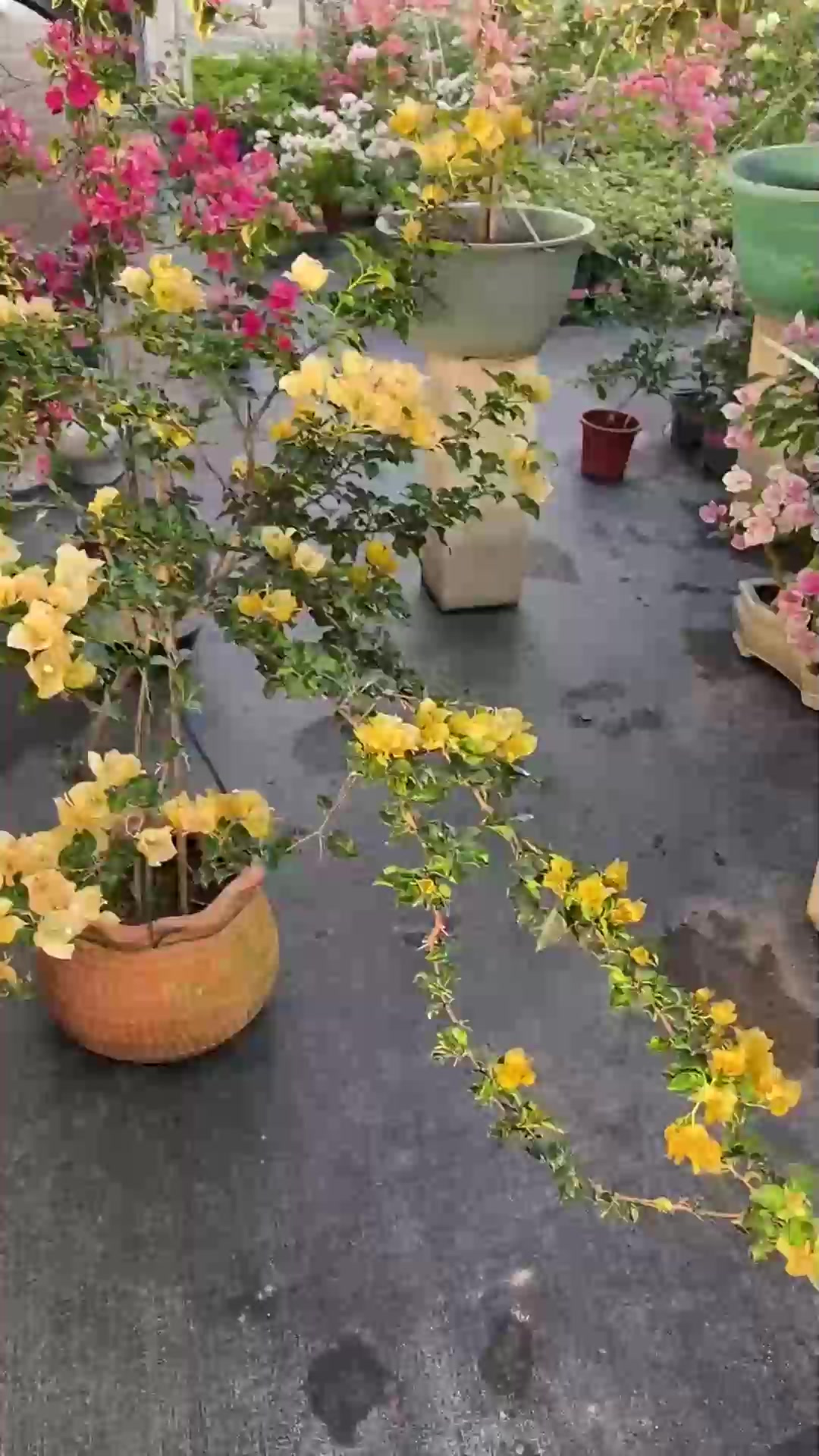 扦插多肉移栽记要点，服盆快长势旺轻松养好