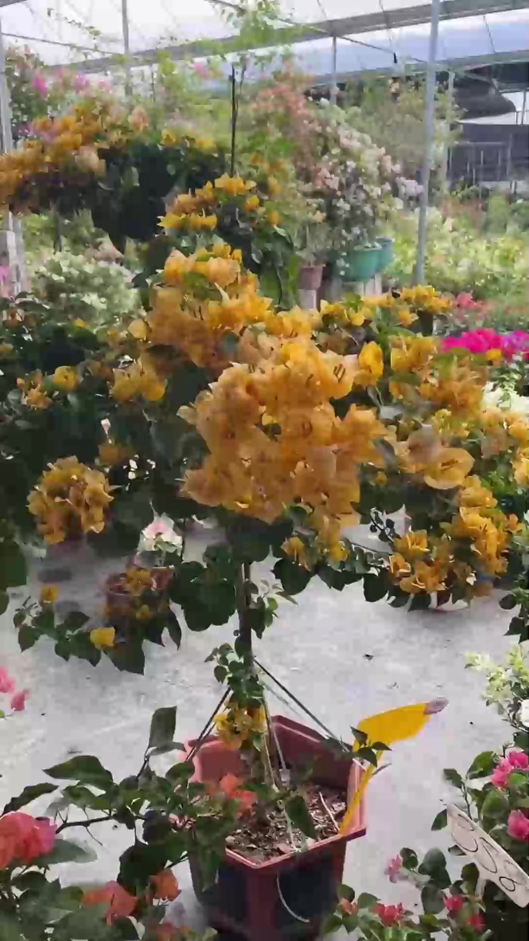 养多肉老桩四点做，易出状态轻松实现，超开心
