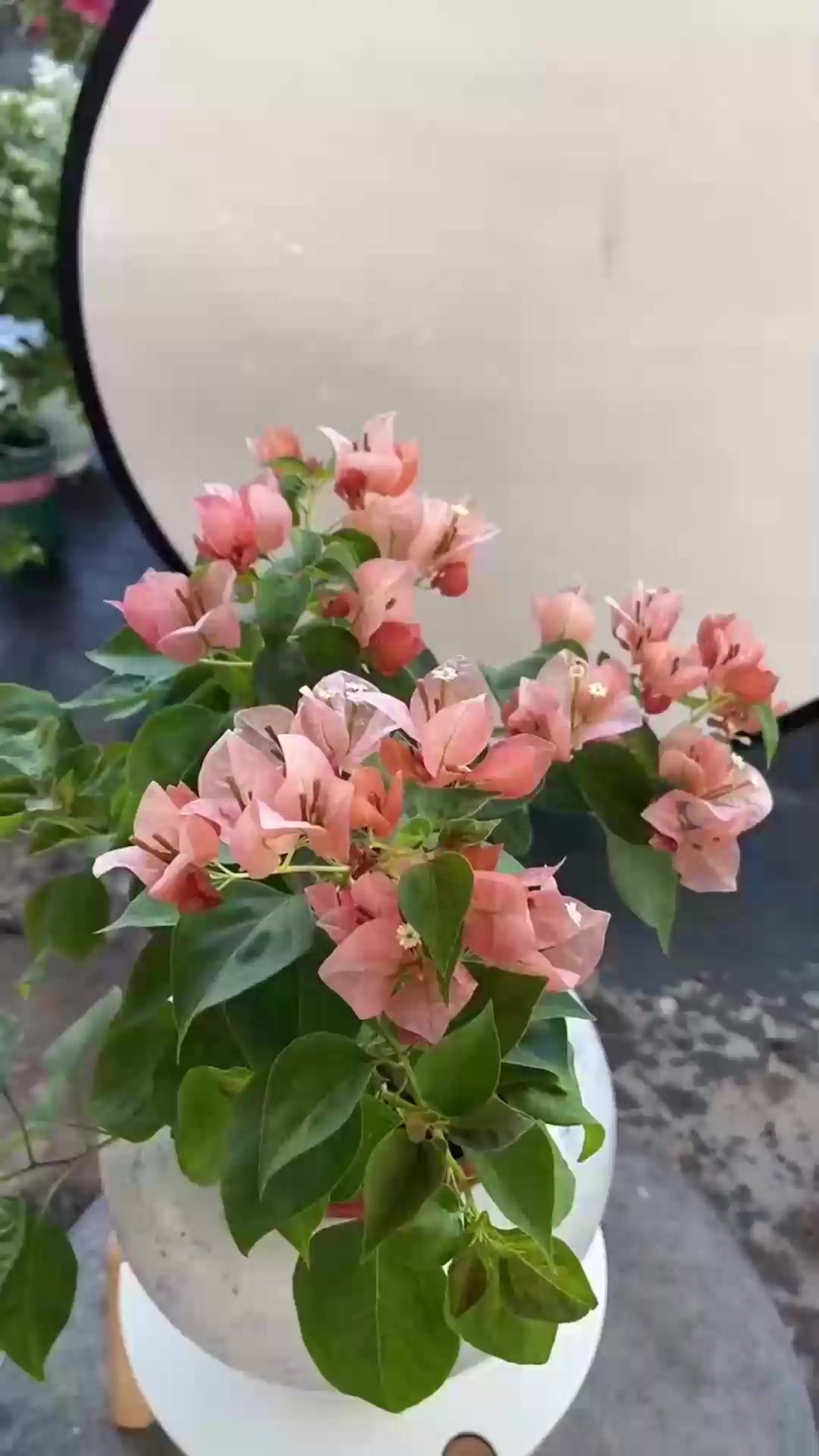 多肉小苗养护牢记要点，不徒长还肥又壮，轻松搞定