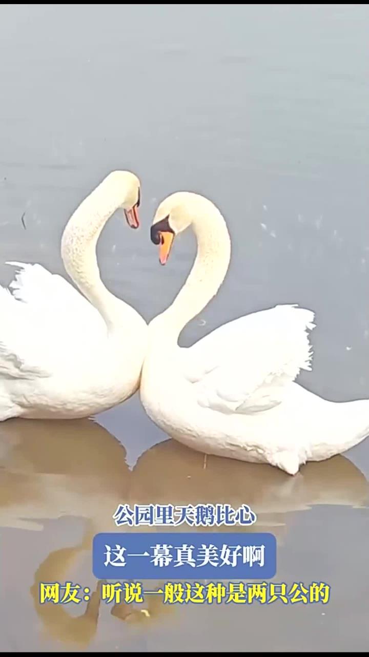 公园里天鹅比心,这一幕真美好啊!网友:听说一般这种是两只公的