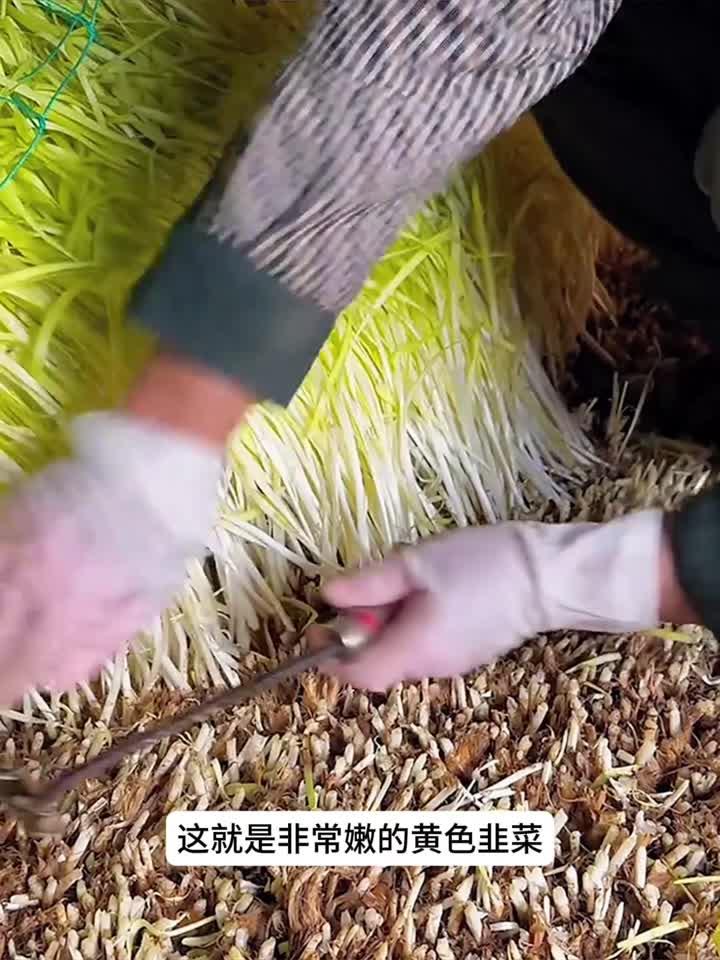 人力切割黄色的韭菜