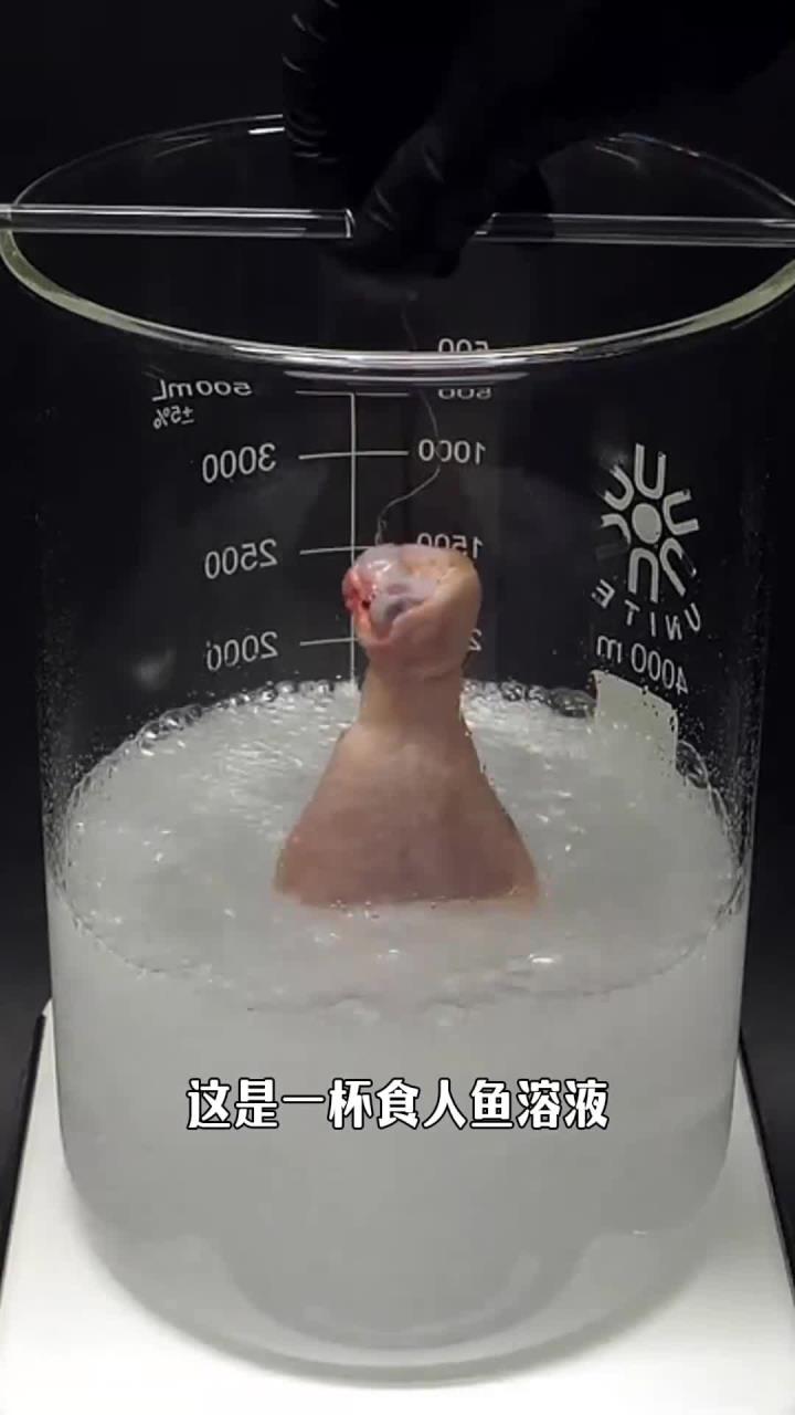 能把鸡腿溶到骨头都不剩，可怕的食人鱼溶液，是如何制作的？