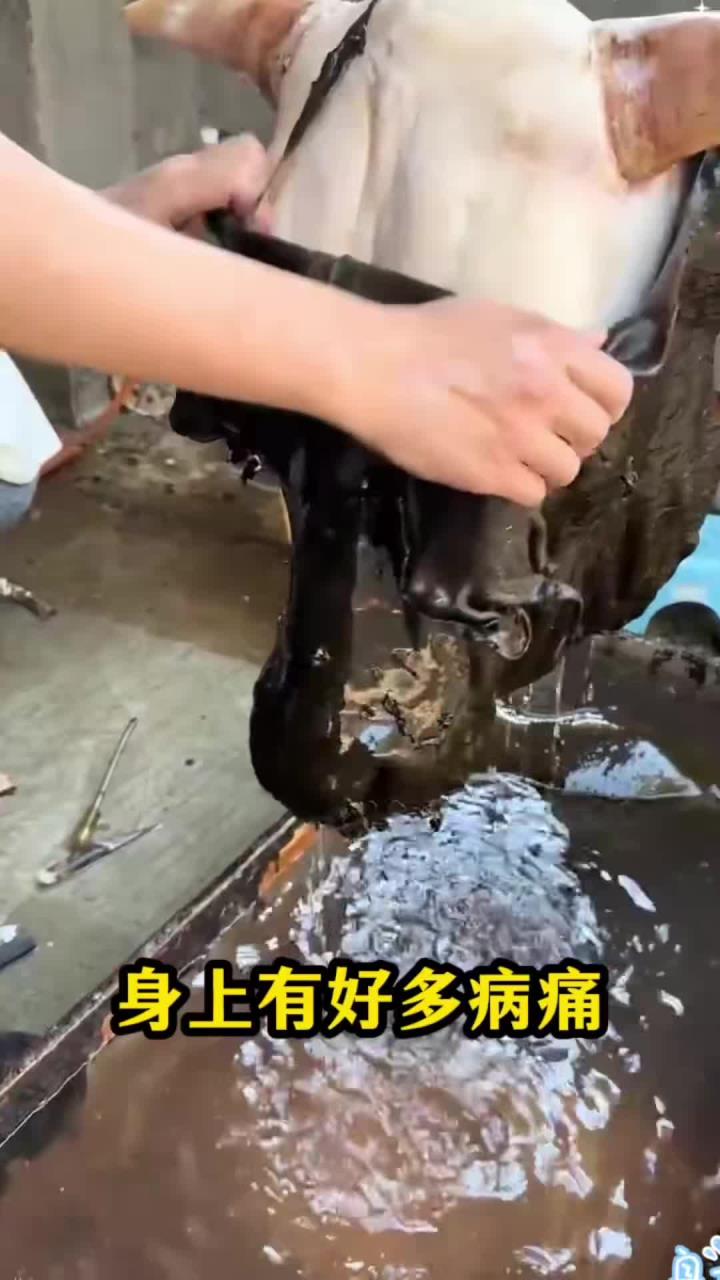 很多的人都不知道!吃出强健腰背,挺直腰板