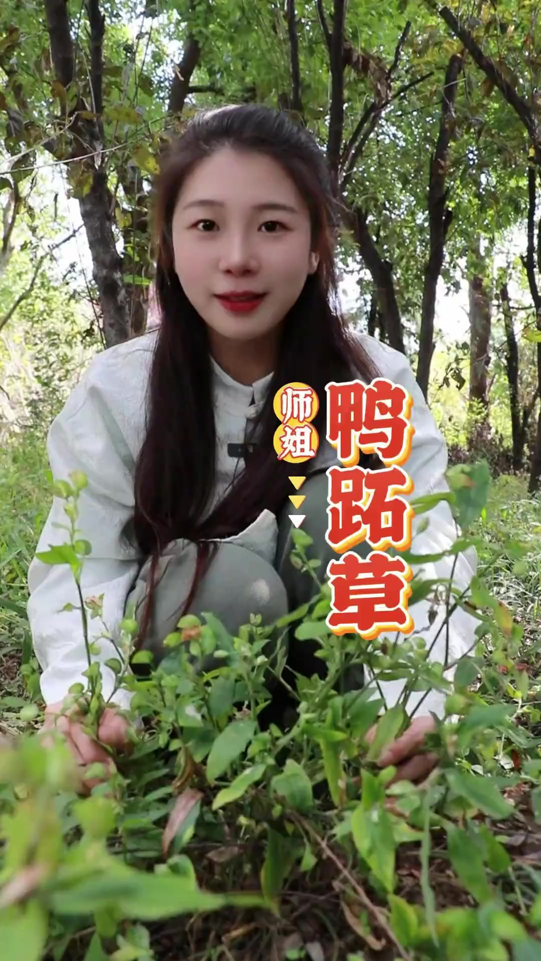 「鸭跖草」农村一种小草,开花呈现蓝色,不仅美观作用也不小