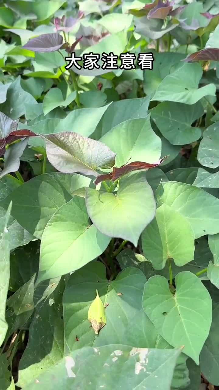 番薯叶煮鸡蛋没想到这么好,经常把番薯叶丢掉的注意看了