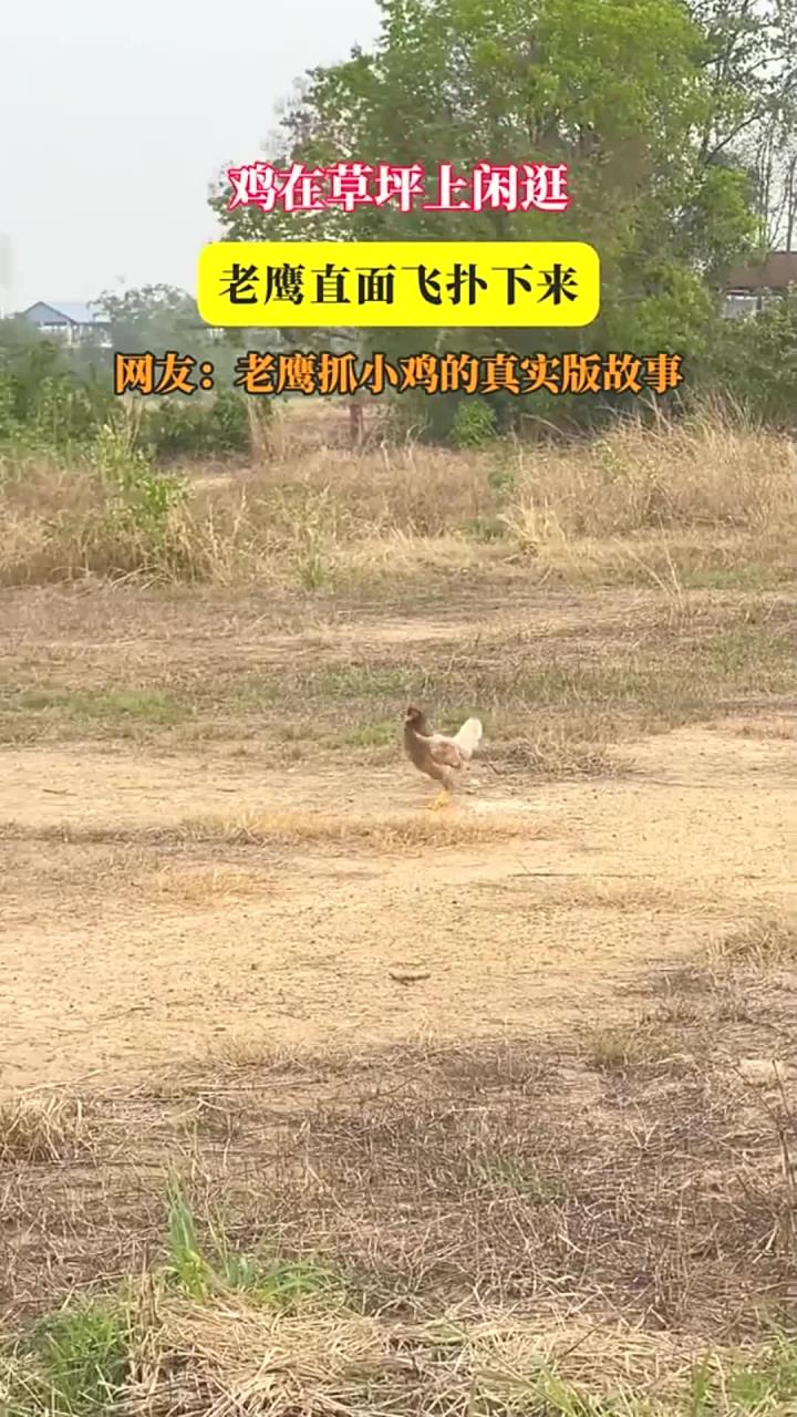 鸡在草坪上闲逛，老鹰直面飞扑下来，网友：老鹰抓小鸡的真实版故