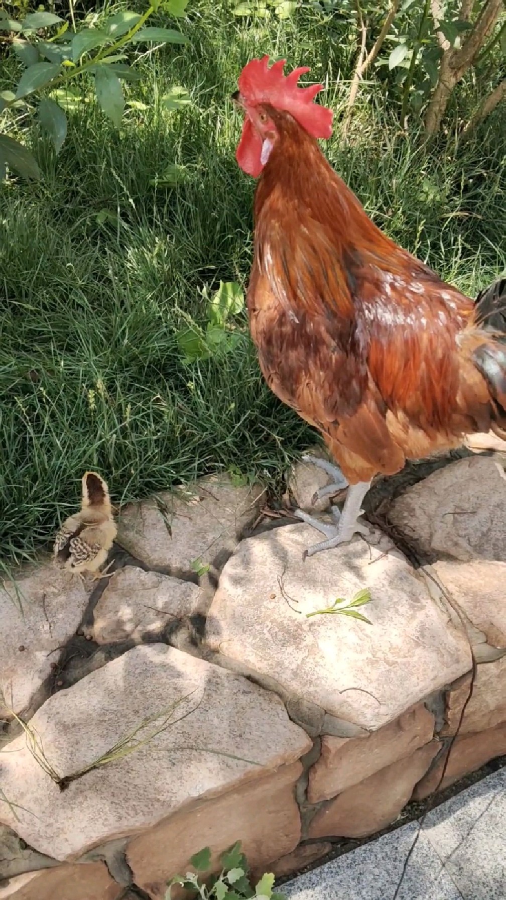 今天大公鸡带着小鸡仔出来玩了