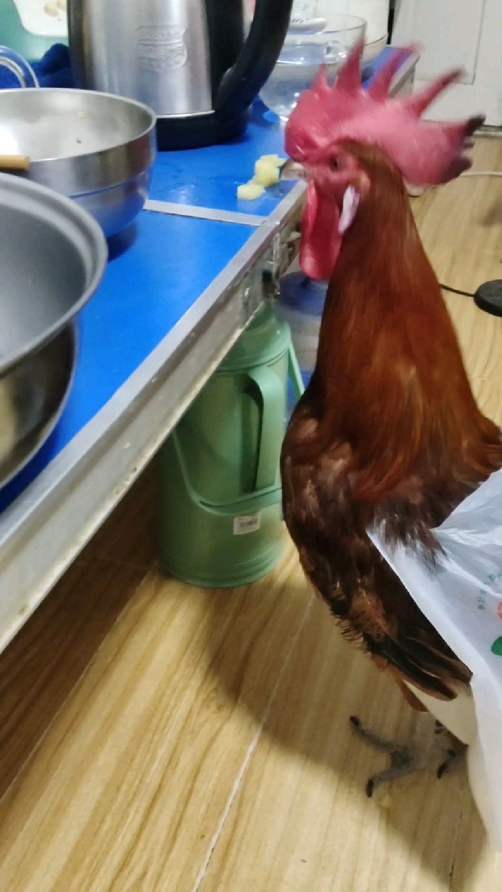 我让一只小鸡仔蜕变成大公鸡,不舍得让它成为一道菜。
