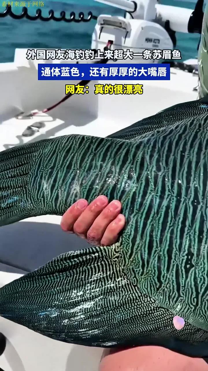外国网友海钓钓上来超大一条苏眉鱼,通体蓝色,还有厚厚的大嘴唇