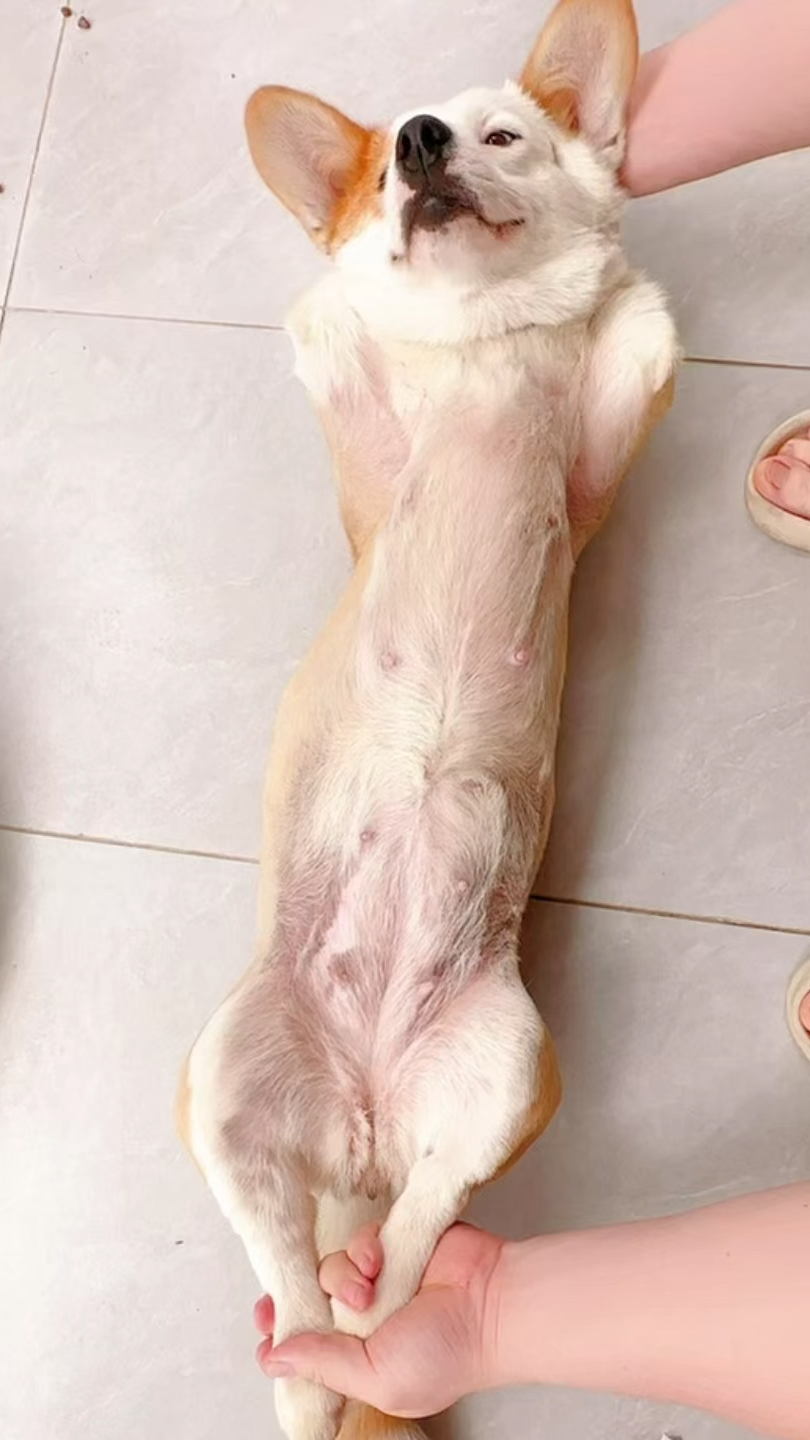 魔鬼肌肉狗训练