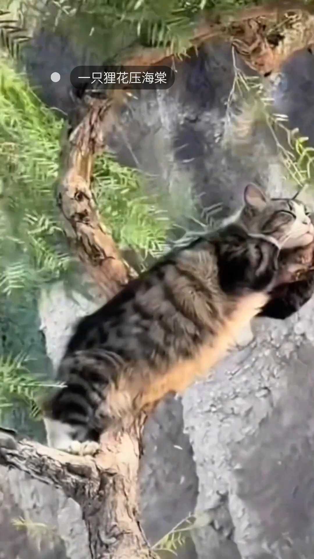 一只狸花压海棠