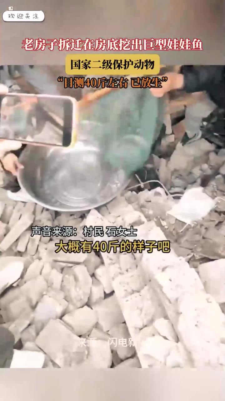 老房子拆迁在房底挖出巨型娃娃鱼,国家二级保护动物,“目测40斤左右已放生”