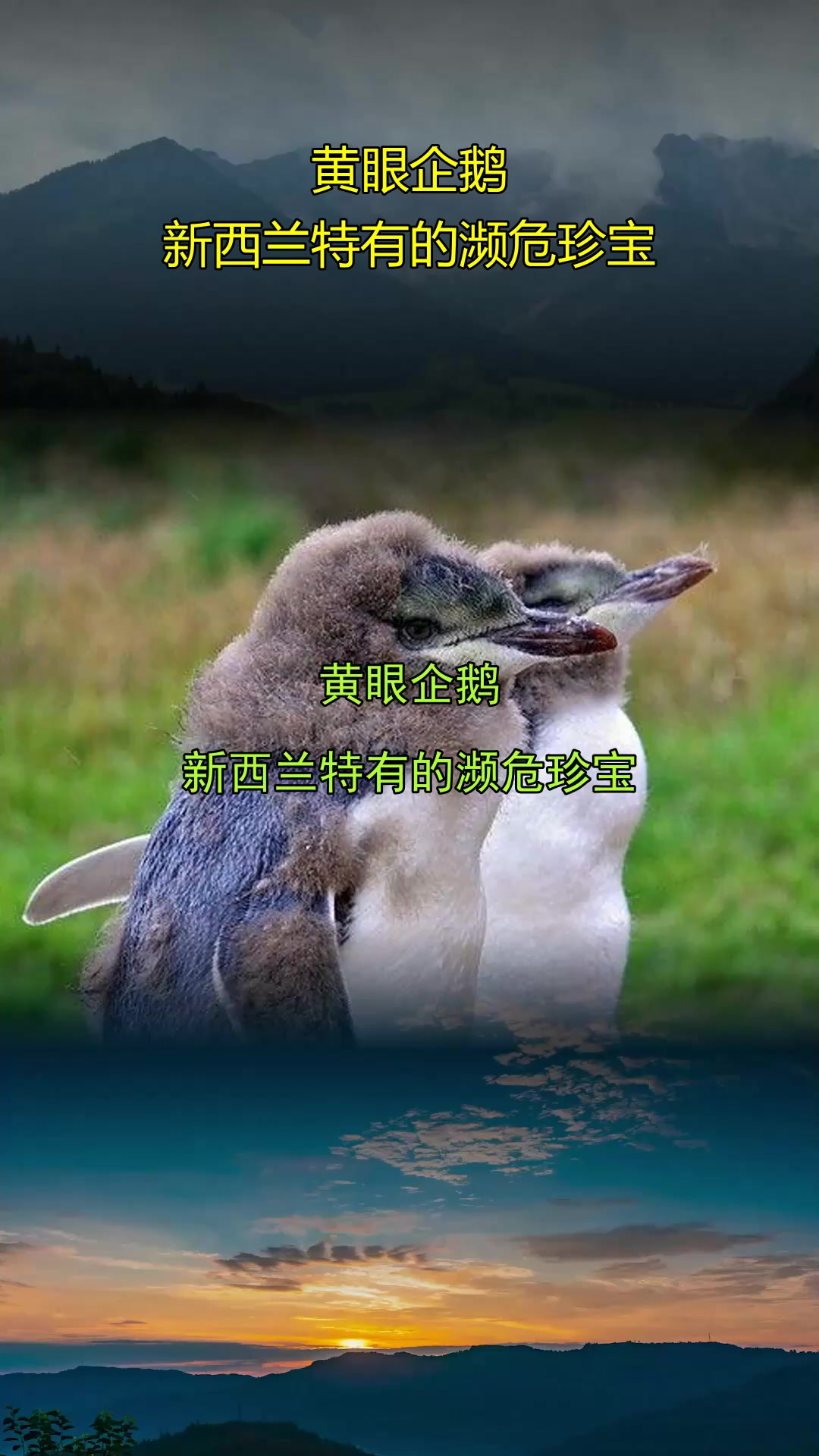 黄眼企鹅，新西兰特有的濒危珍宝