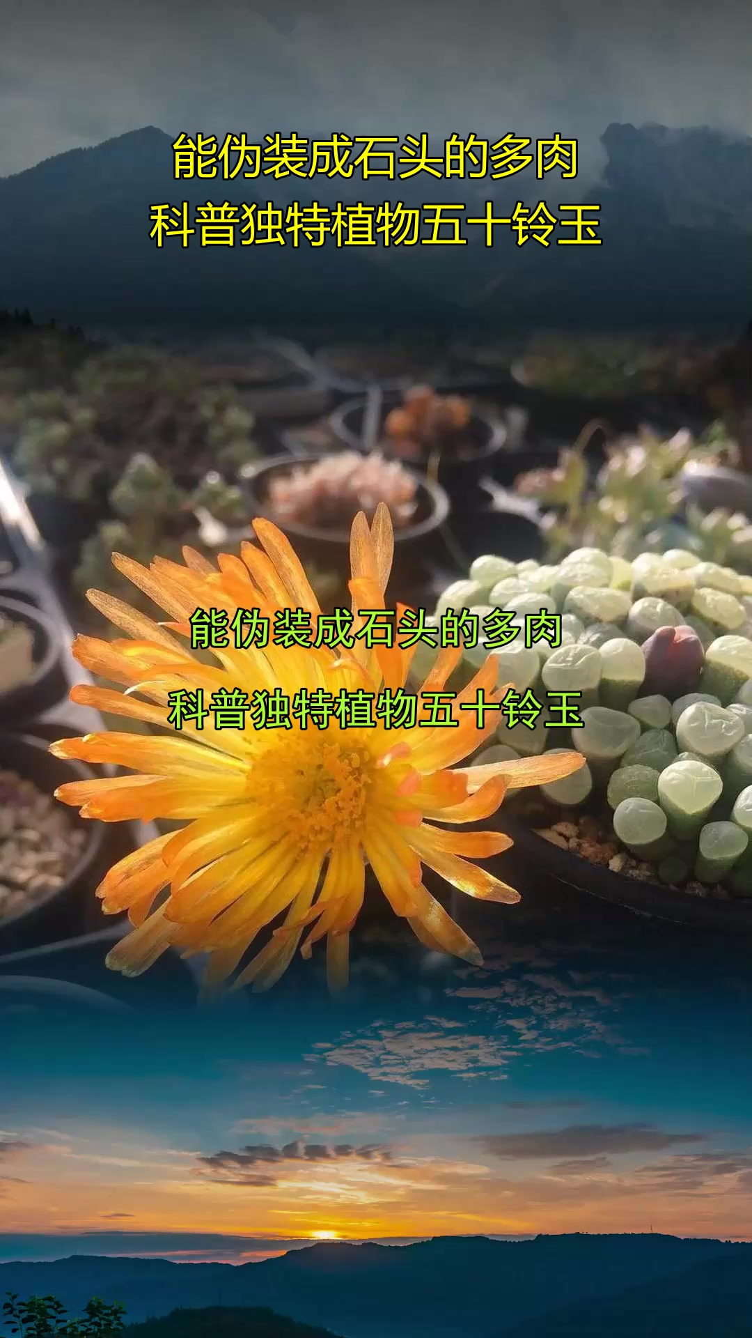 能伪装成石头的多肉,科普独特植物五十铃玉