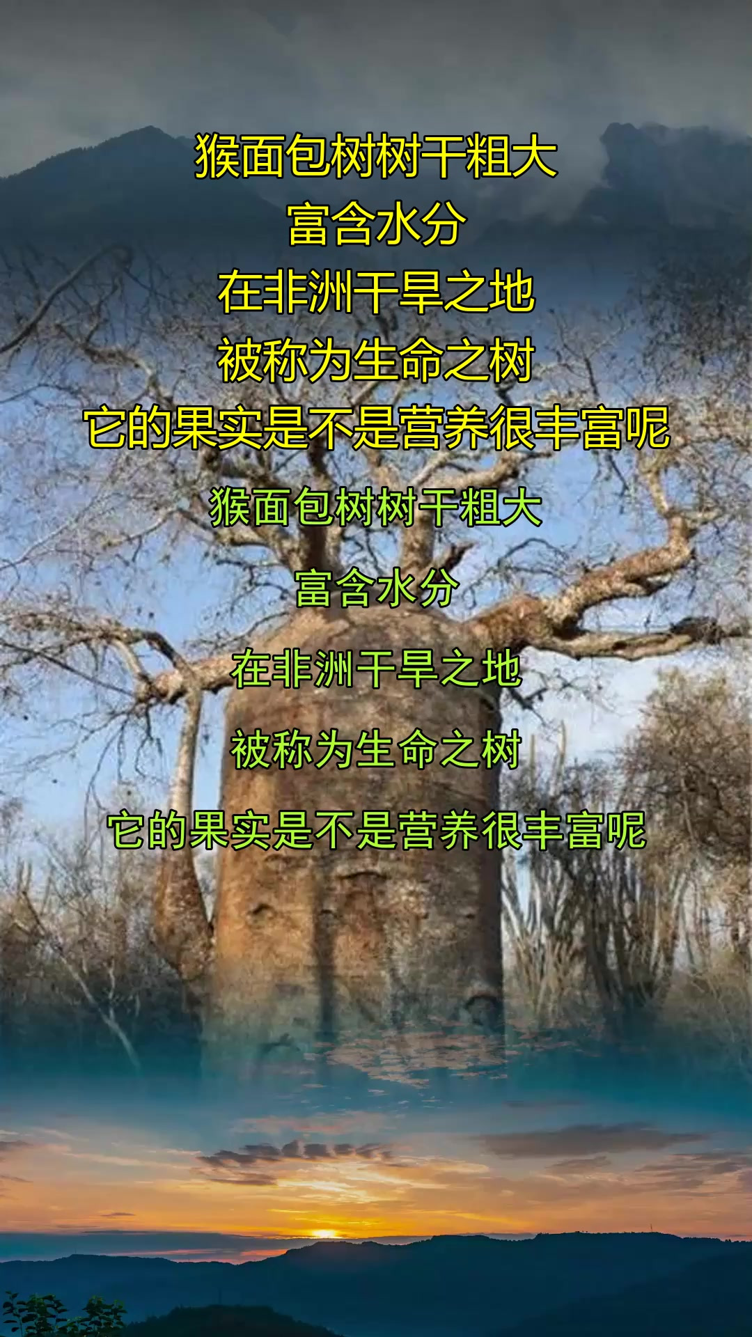 猴面包树树干粗大,富含水分,在非洲干旱之地,被称为生命之树