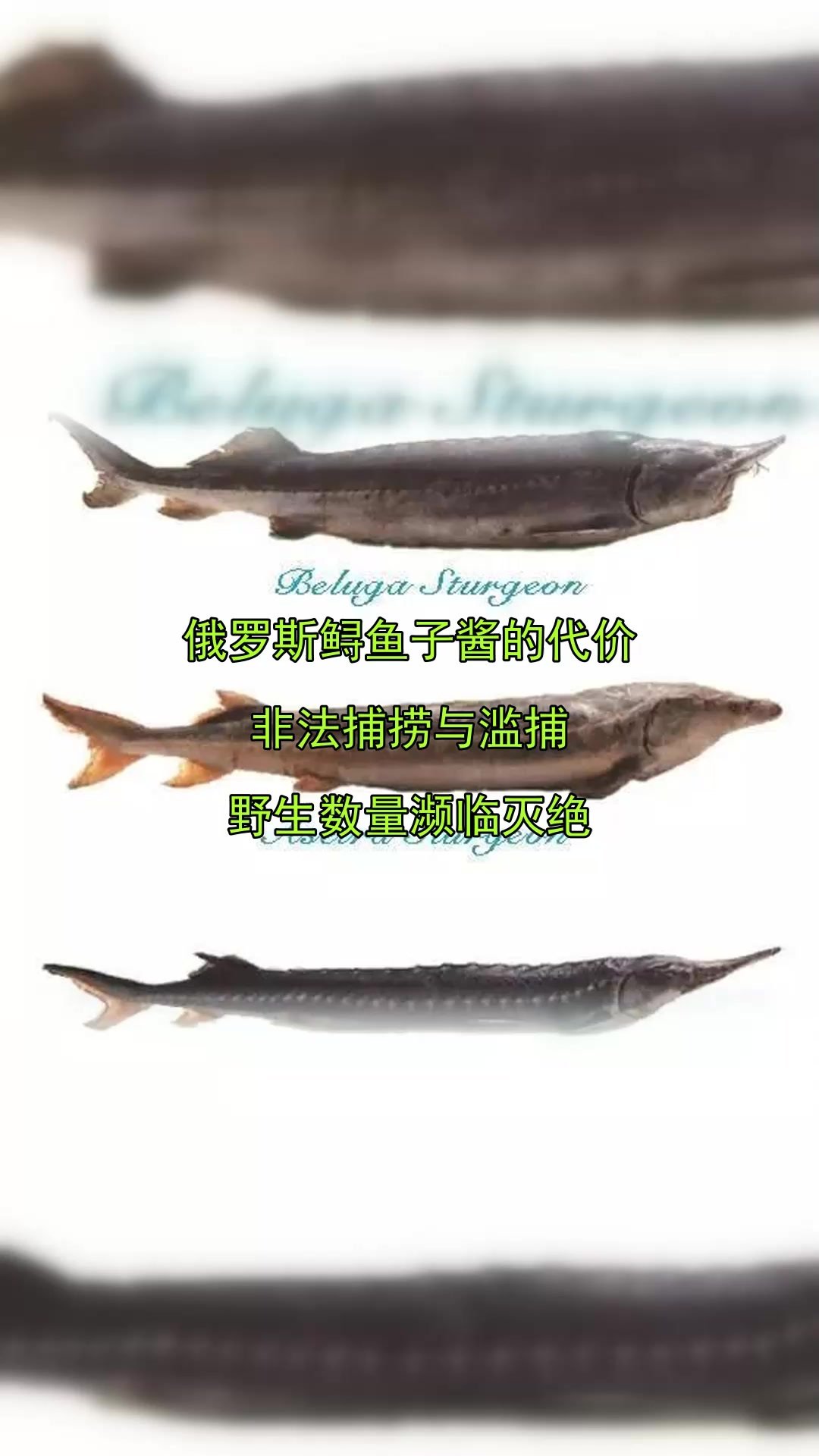 俄罗斯鲟鱼子酱的代价，非法捕捞与滥捕，野生数量濒临灭绝