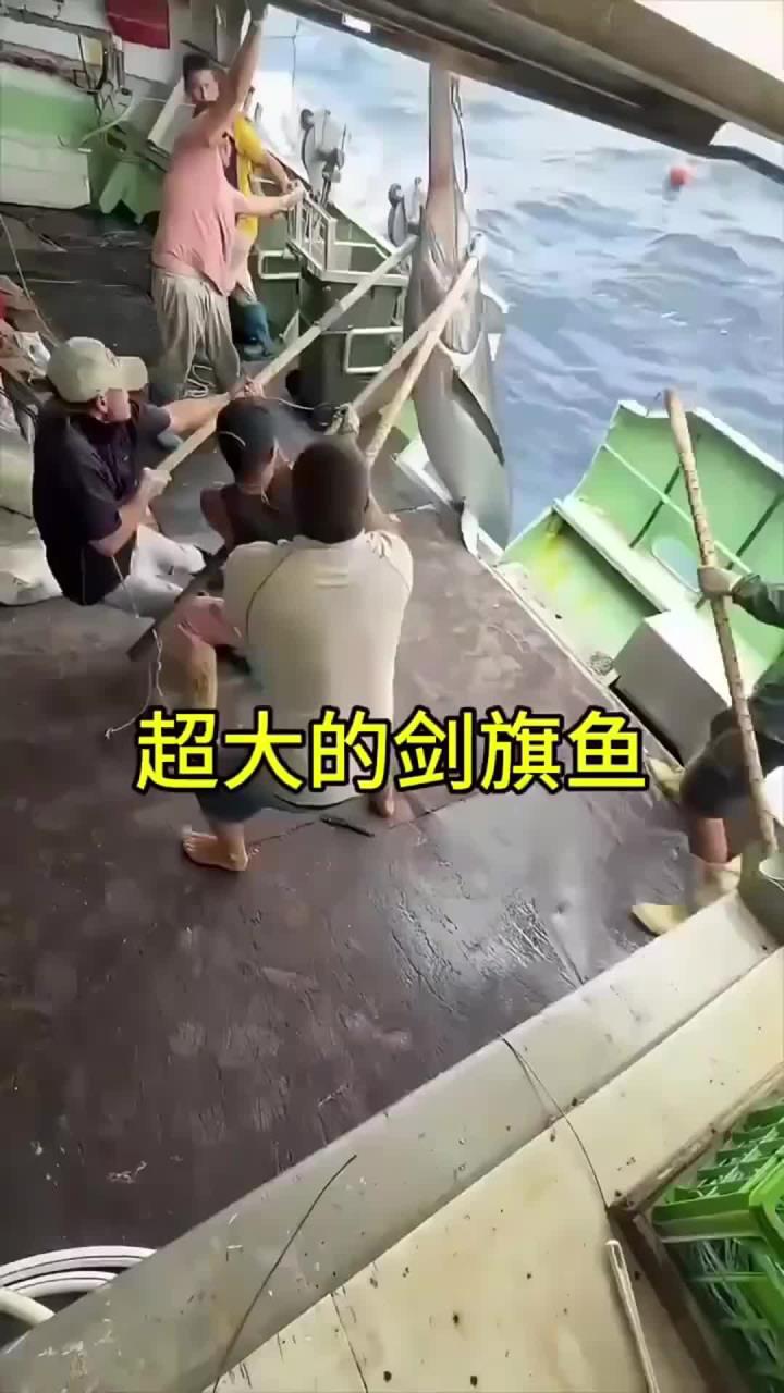 超大的剑旗鱼