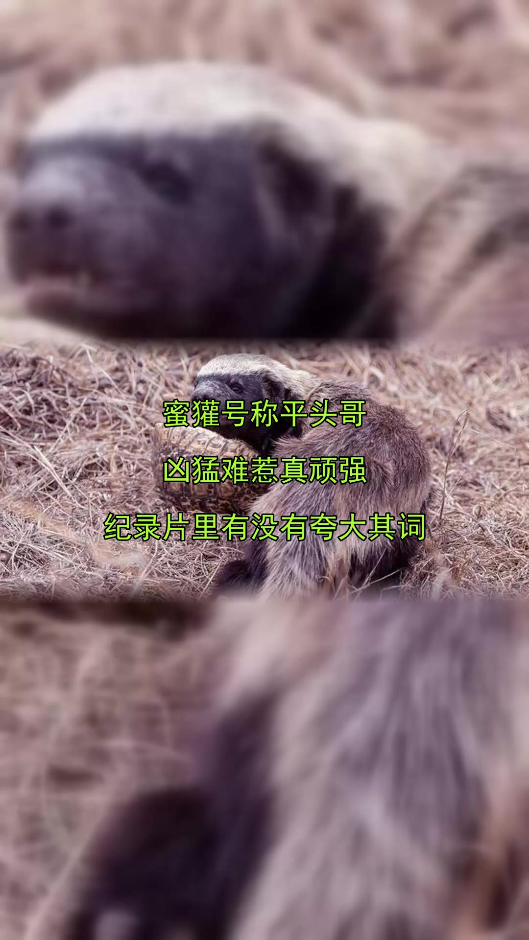 蜜獾号称平头哥,凶猛难惹真顽强,纪录片里有没有夸大其词