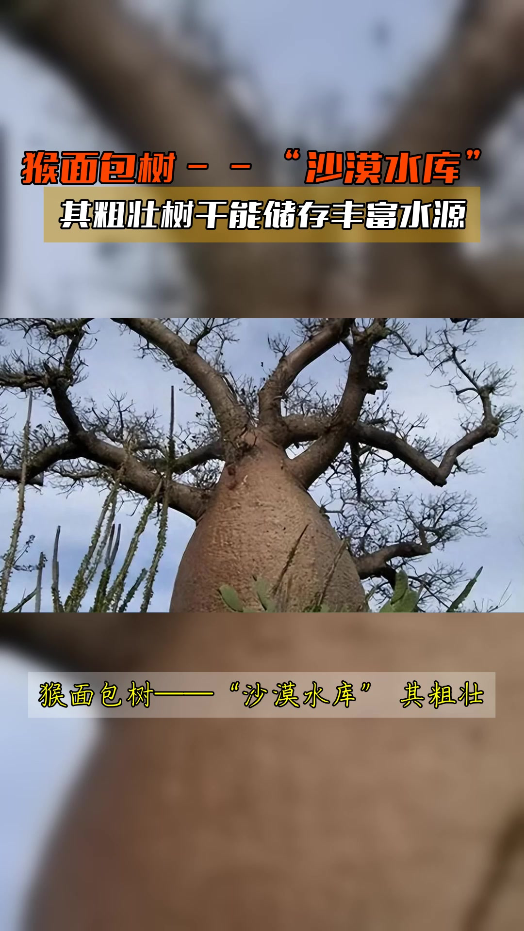 猴面包树——“沙漠水库”,其粗壮树干能储存丰富水源