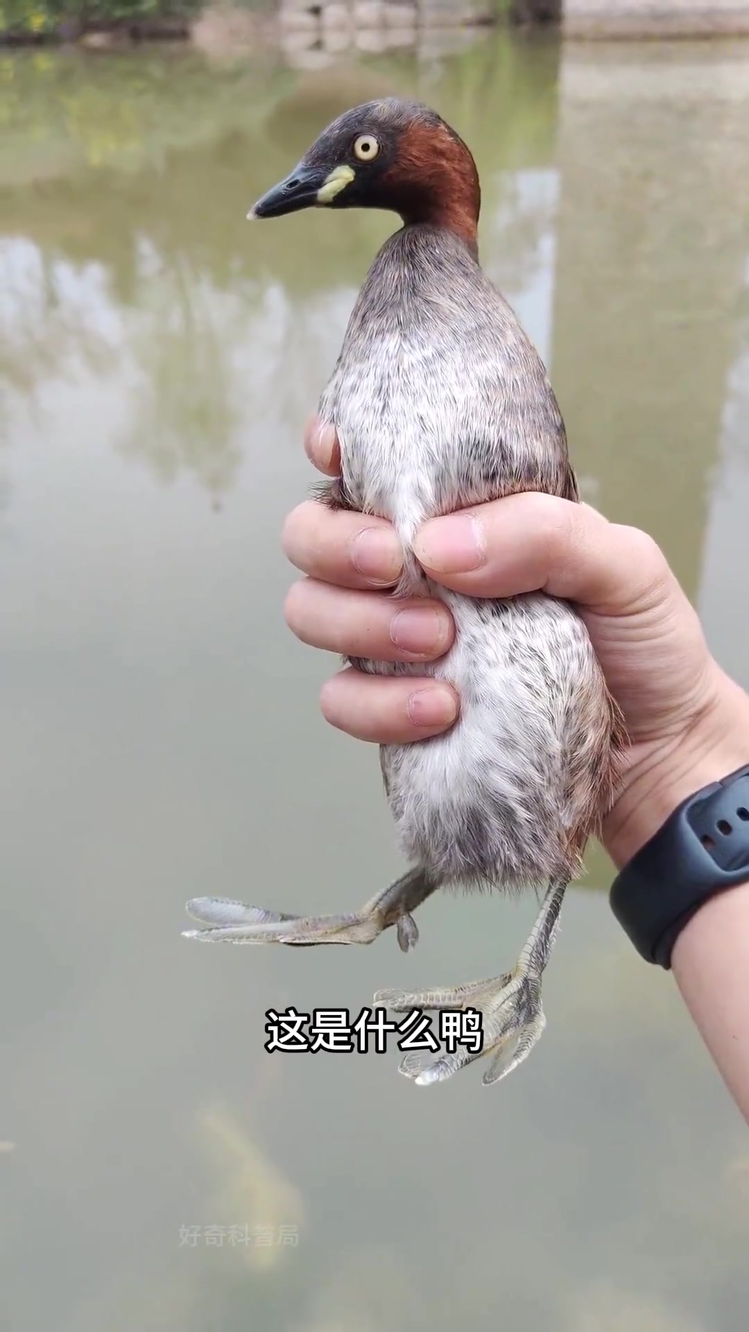 鸭子大合集 带你认识16种不同品种的鸭，你见过几种呢？