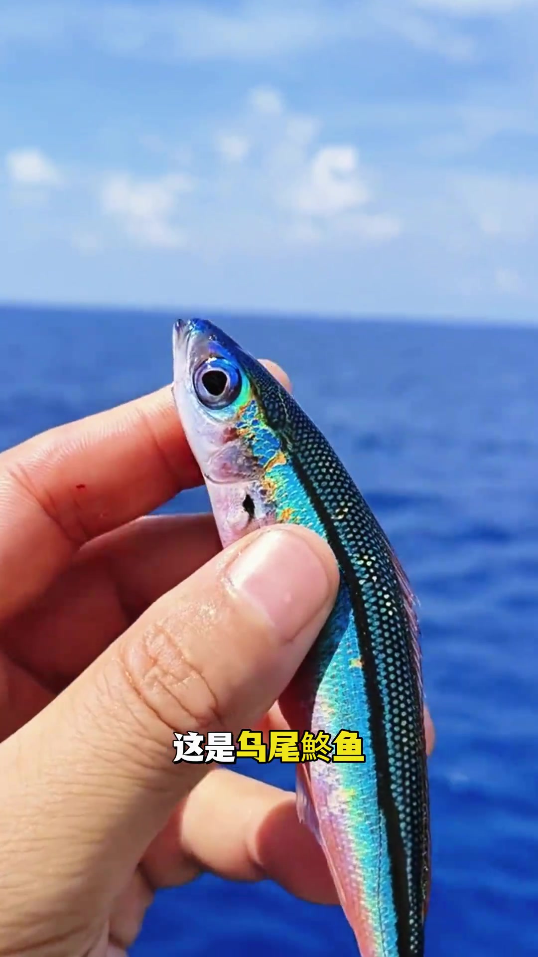 这是什么鱼 跟着悟空认识15种海鱼