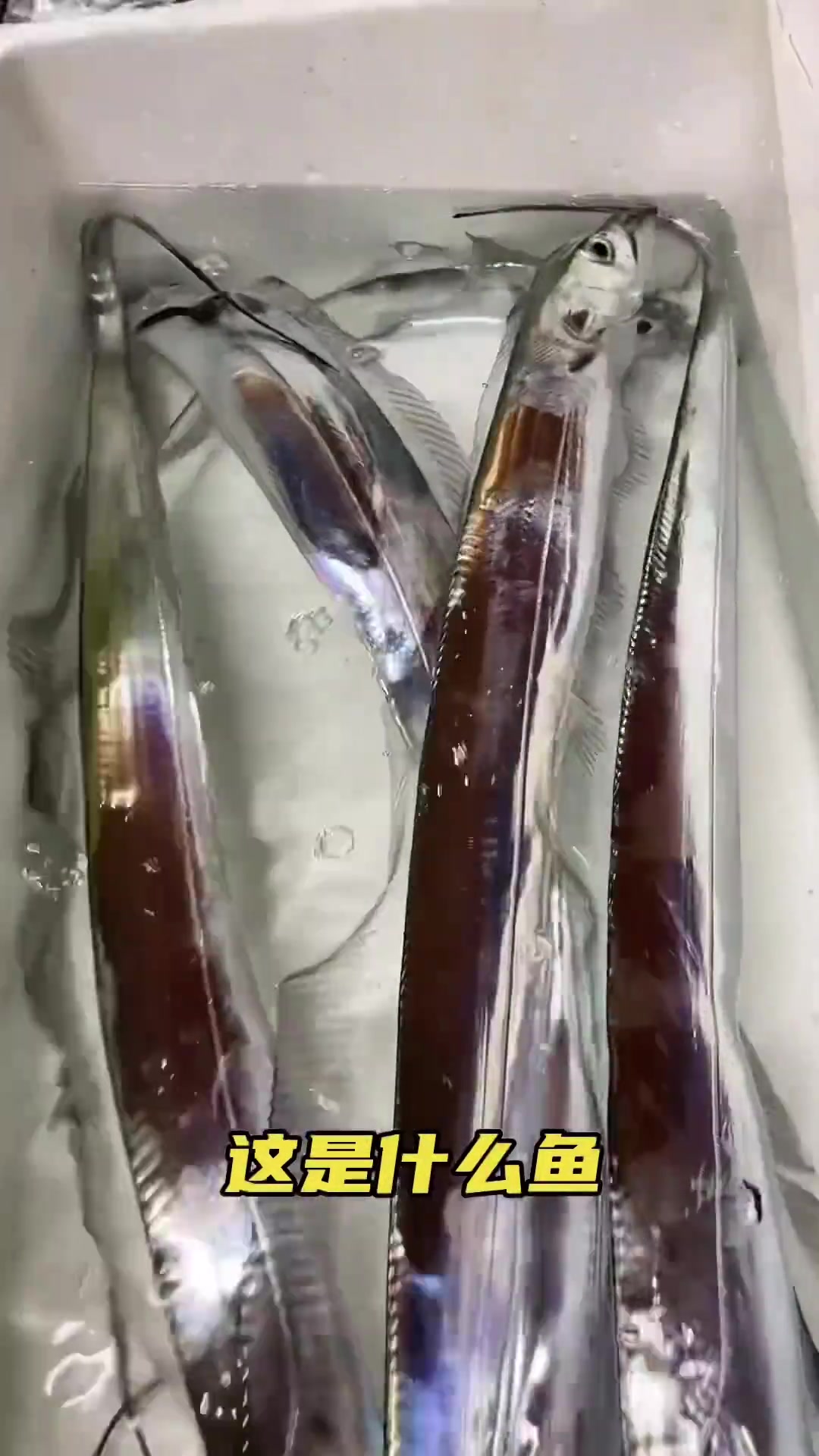 这是什么鱼.......