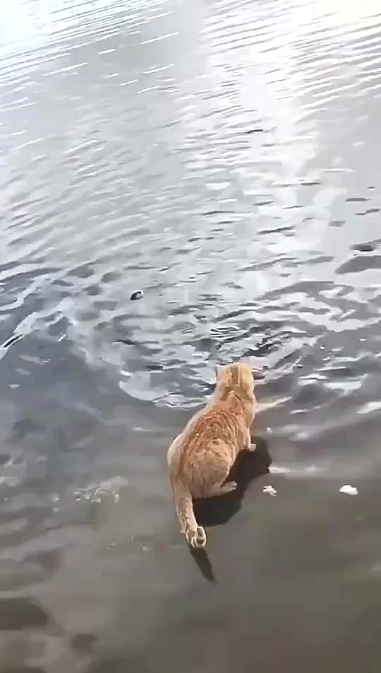 河边无意中拍到的,这就是传说中的小猫捉鱼 (1)